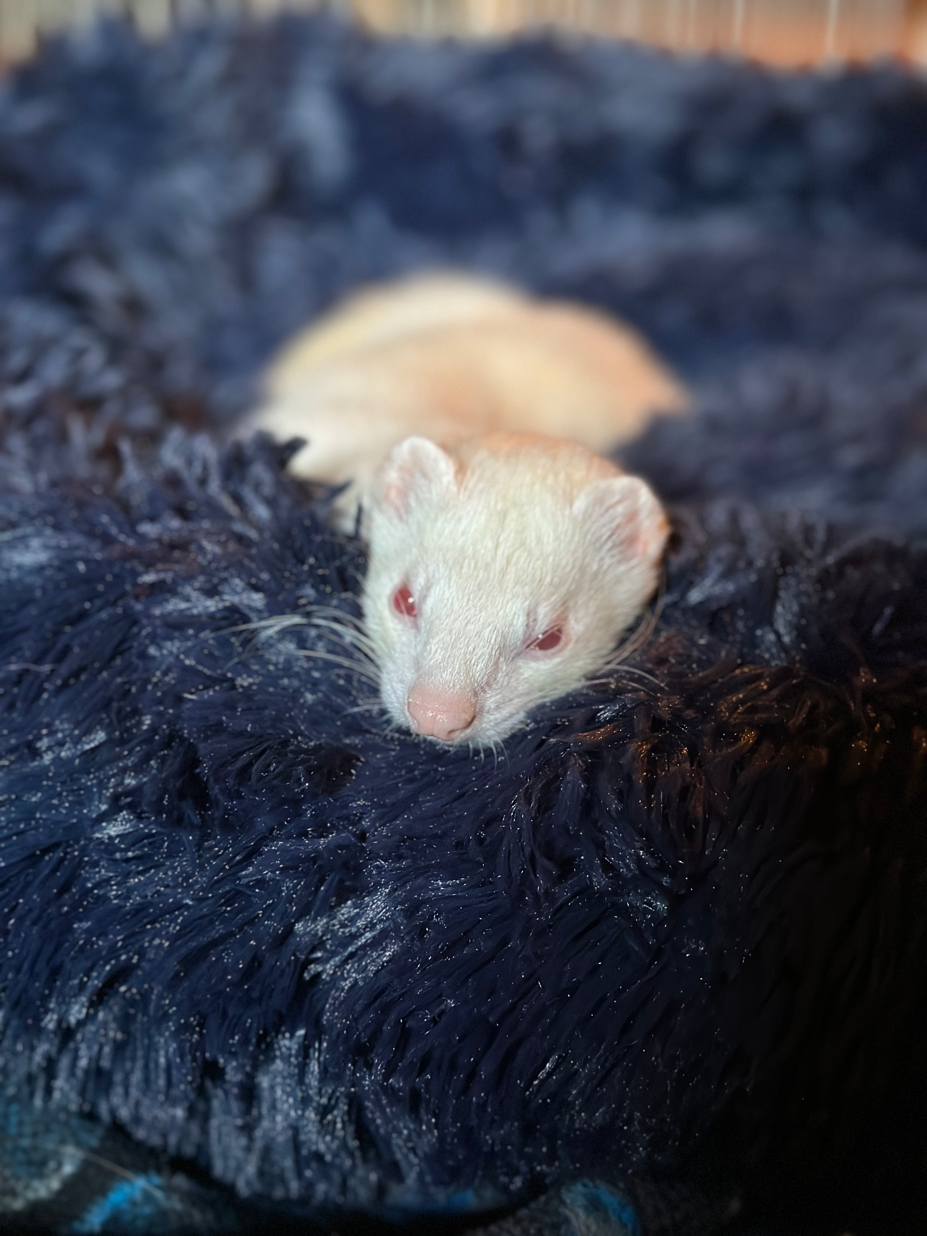 user avatar image for Laila