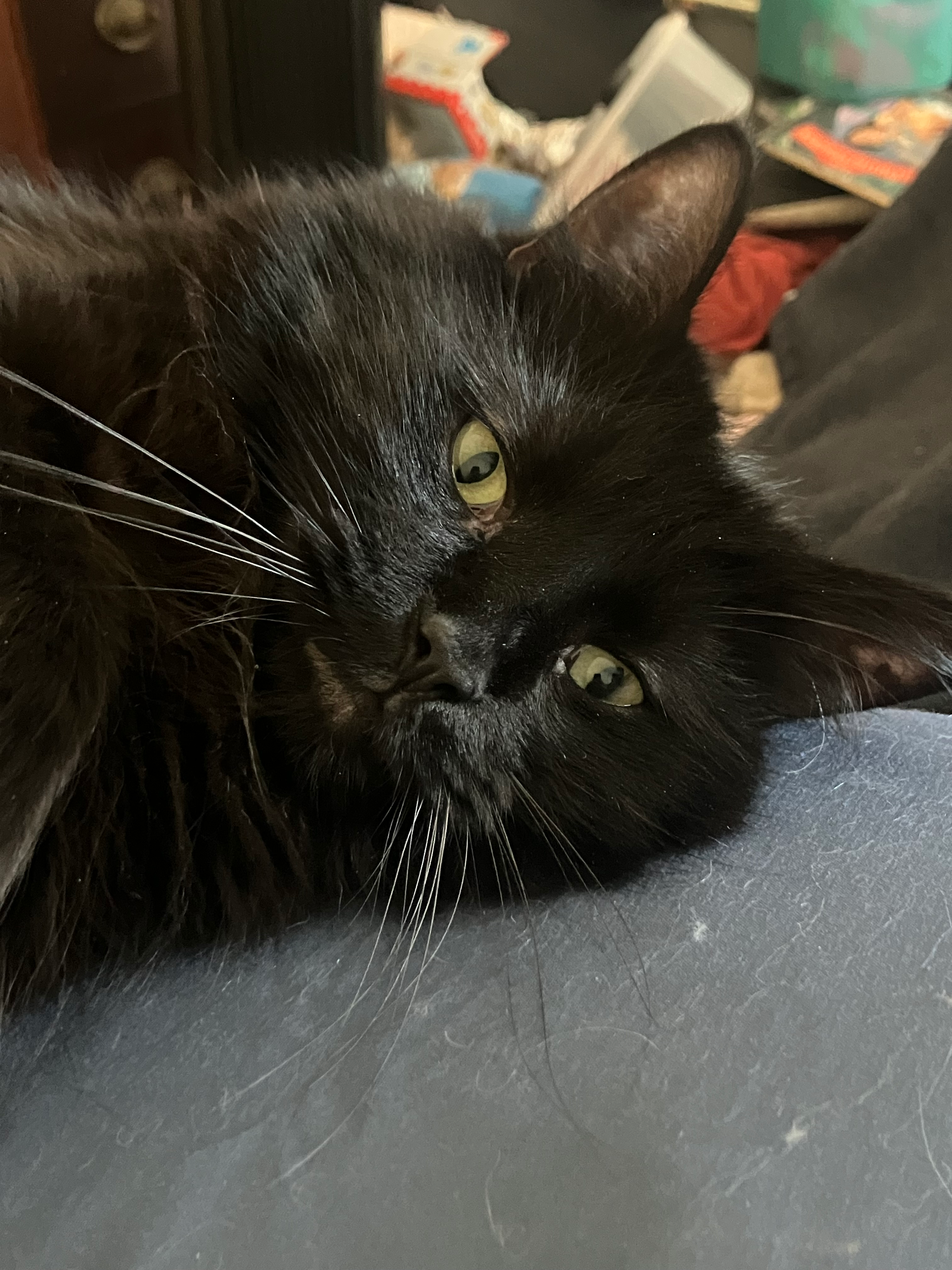 user avatar image for North