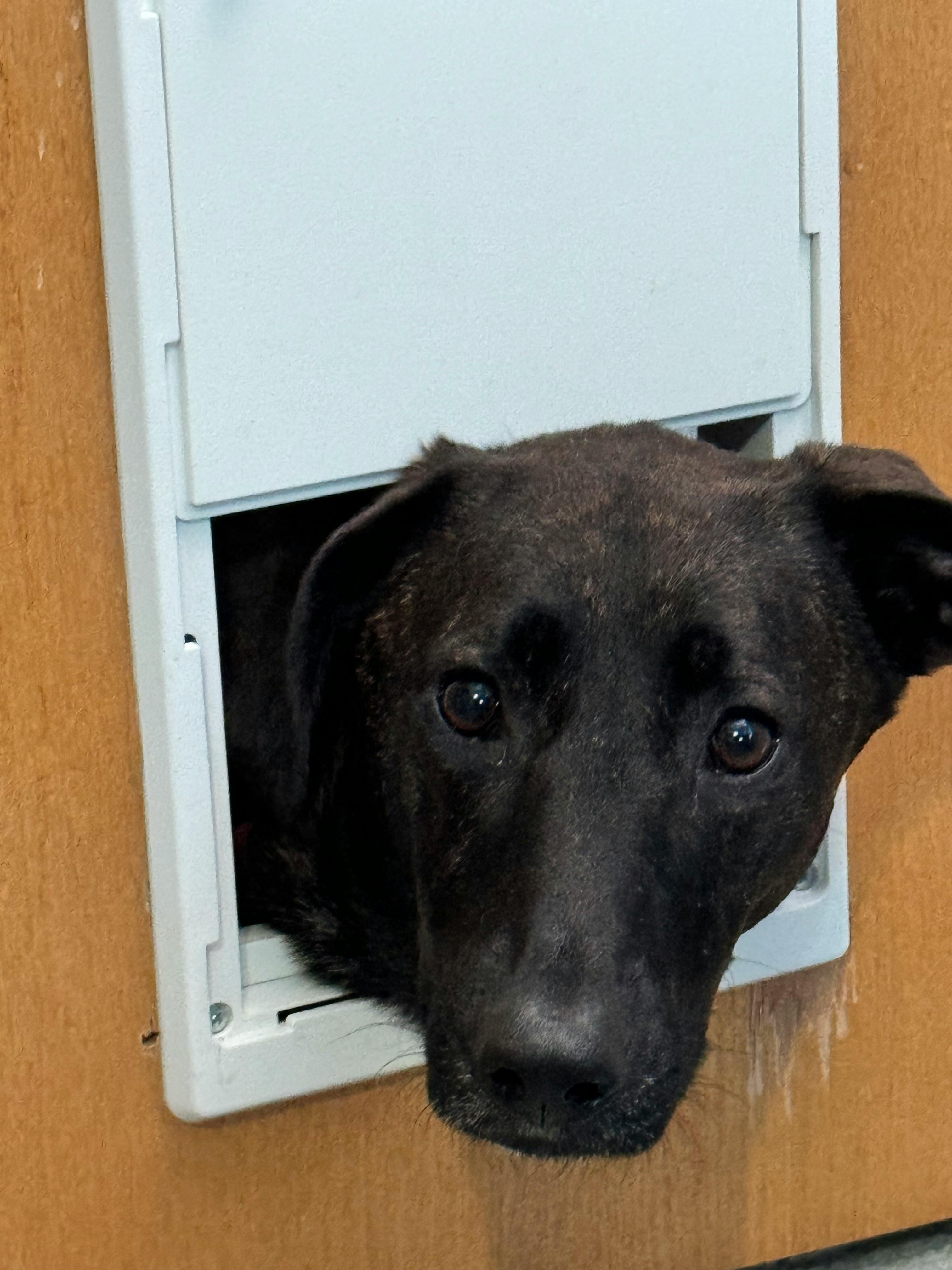 user avatar image for SteeleTheWin 