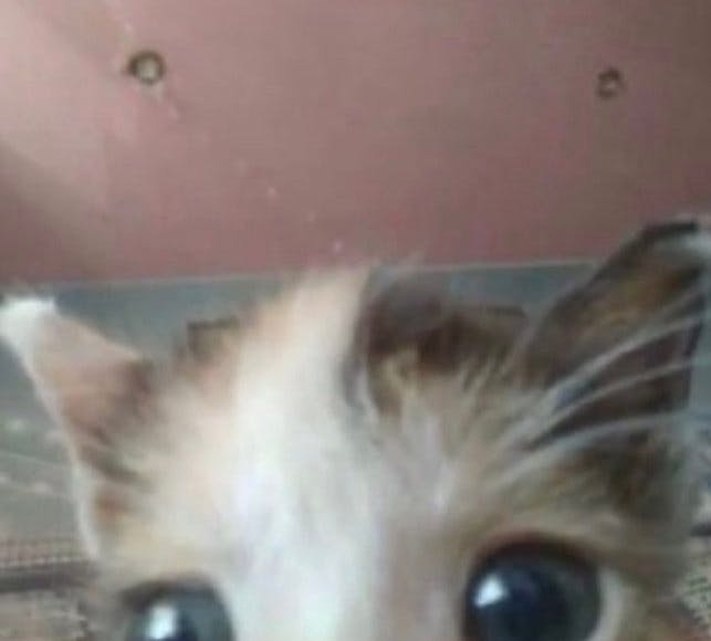 user avatar image for Mira W