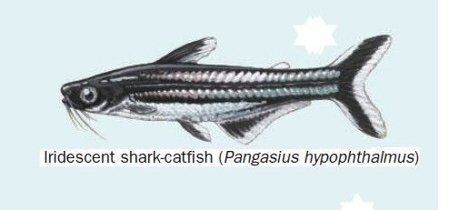 Iridescent shark catfish