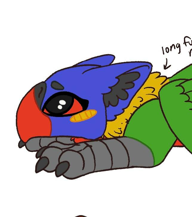 Rainbow Lorikeet Indian Giant Squirrel