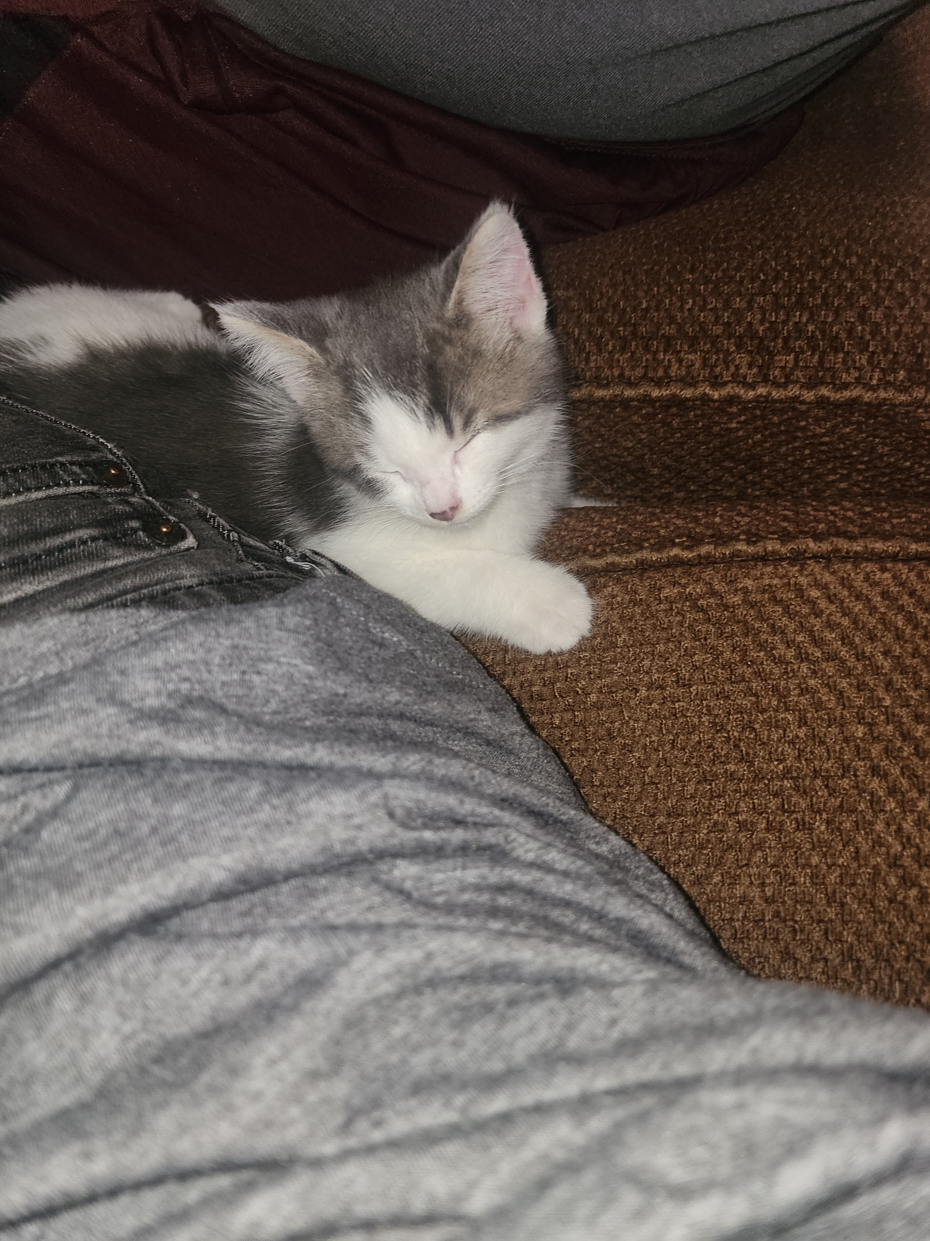 user avatar image for corv