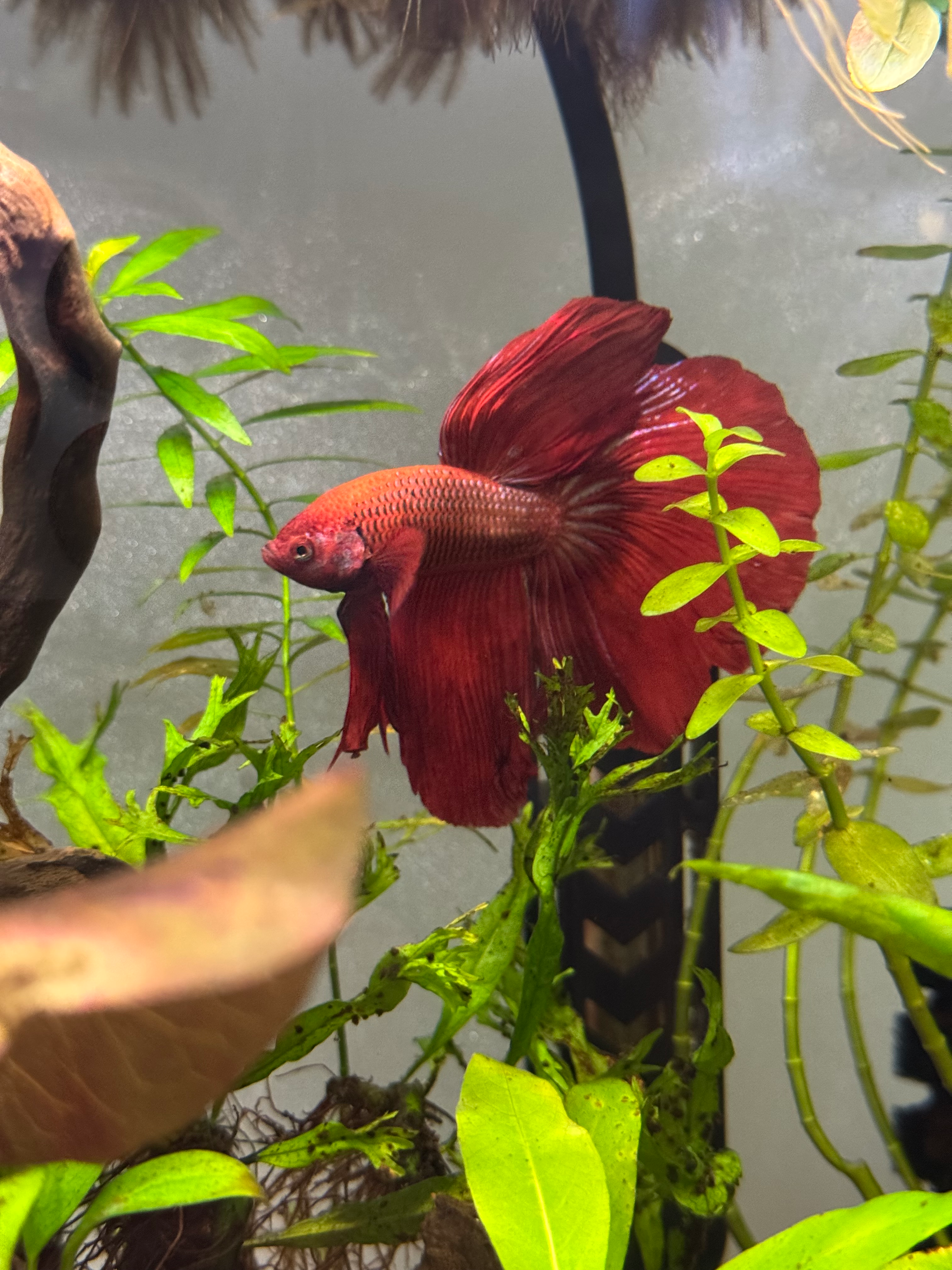 user avatar image for Mgg