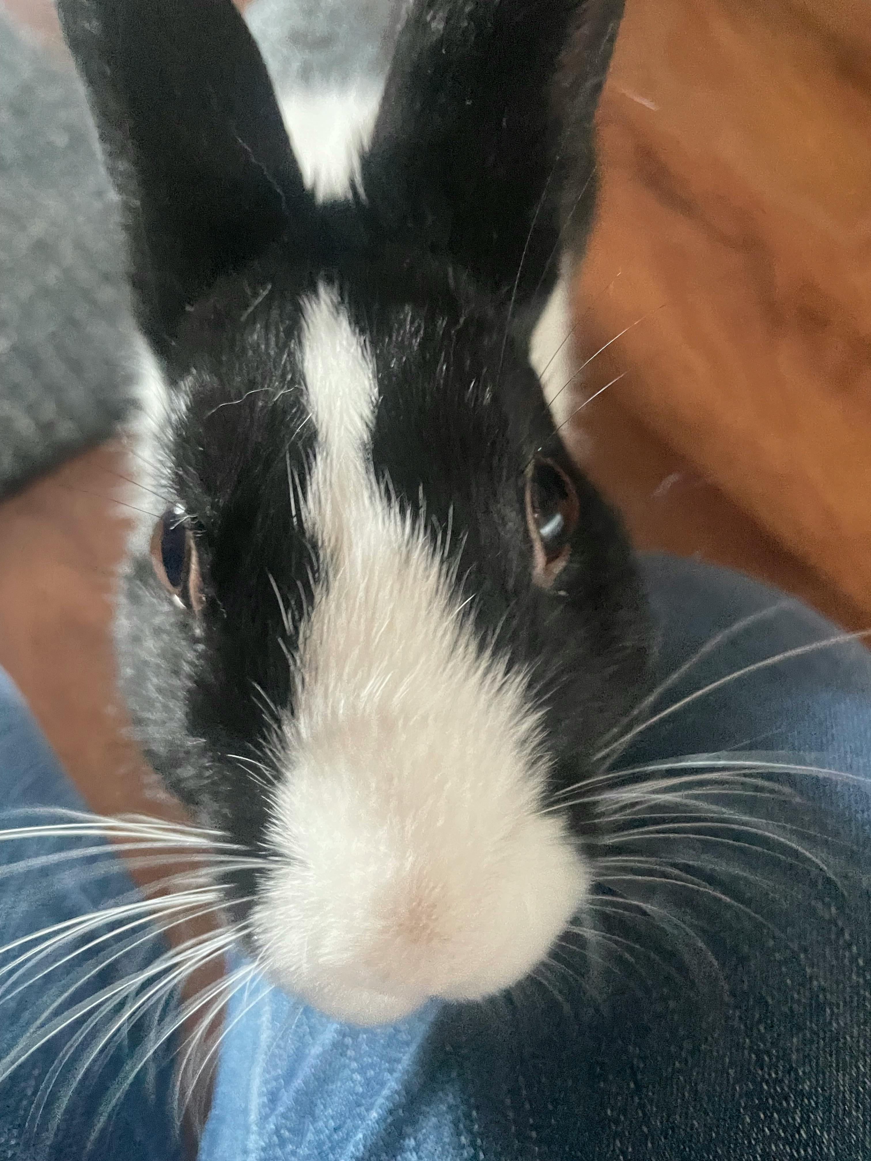 user avatar image for Spades