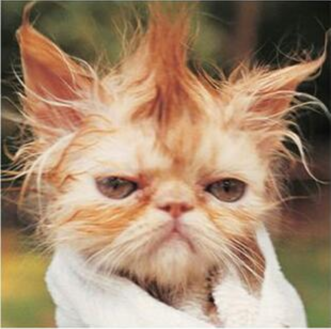 user avatar image for SierraFoxtrot