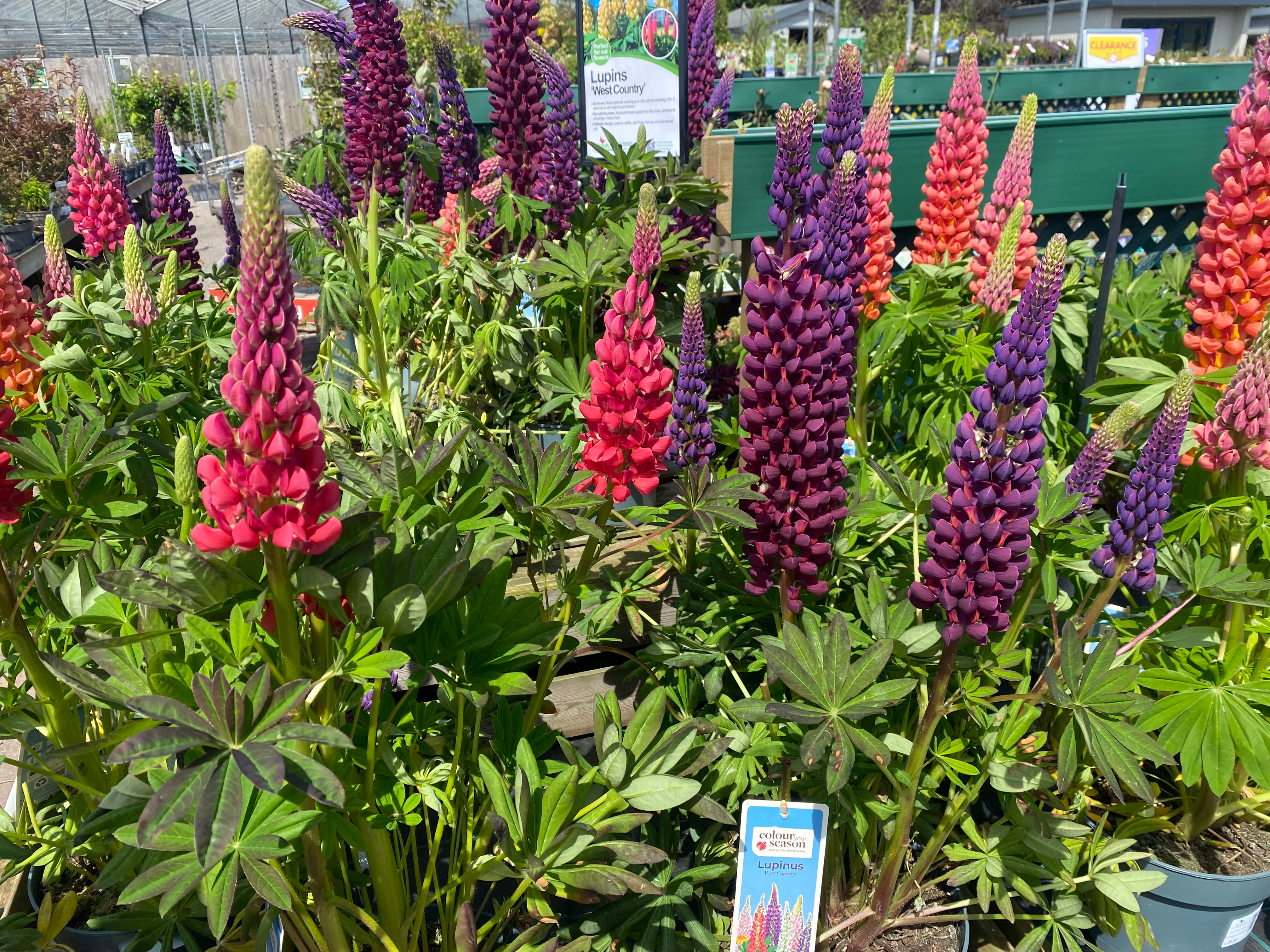 user avatar image for willow frampton