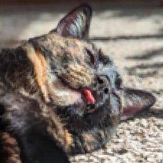 user avatar image for squidhands