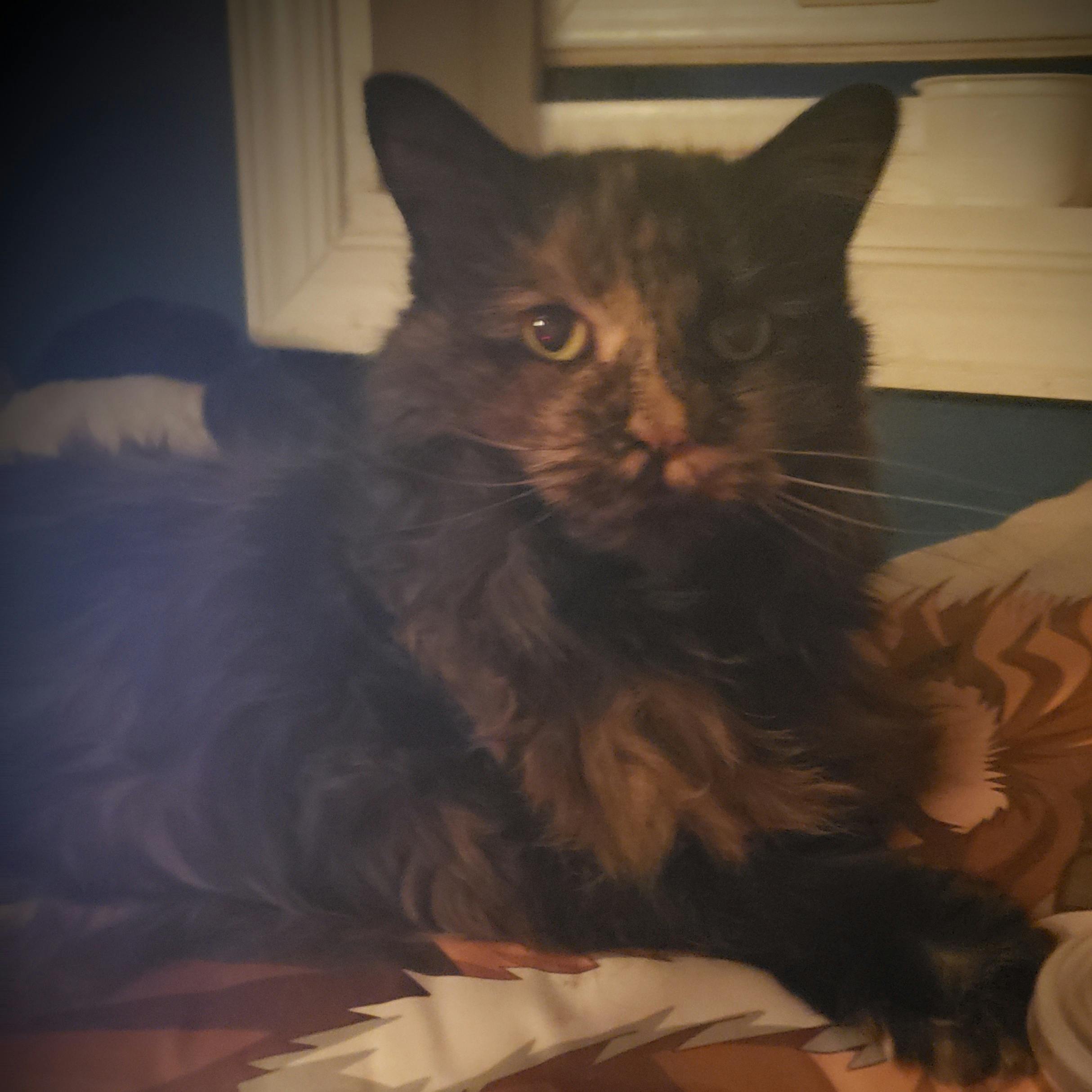 user avatar image for CheshireCass