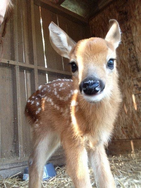 user avatar image for yawnfawn