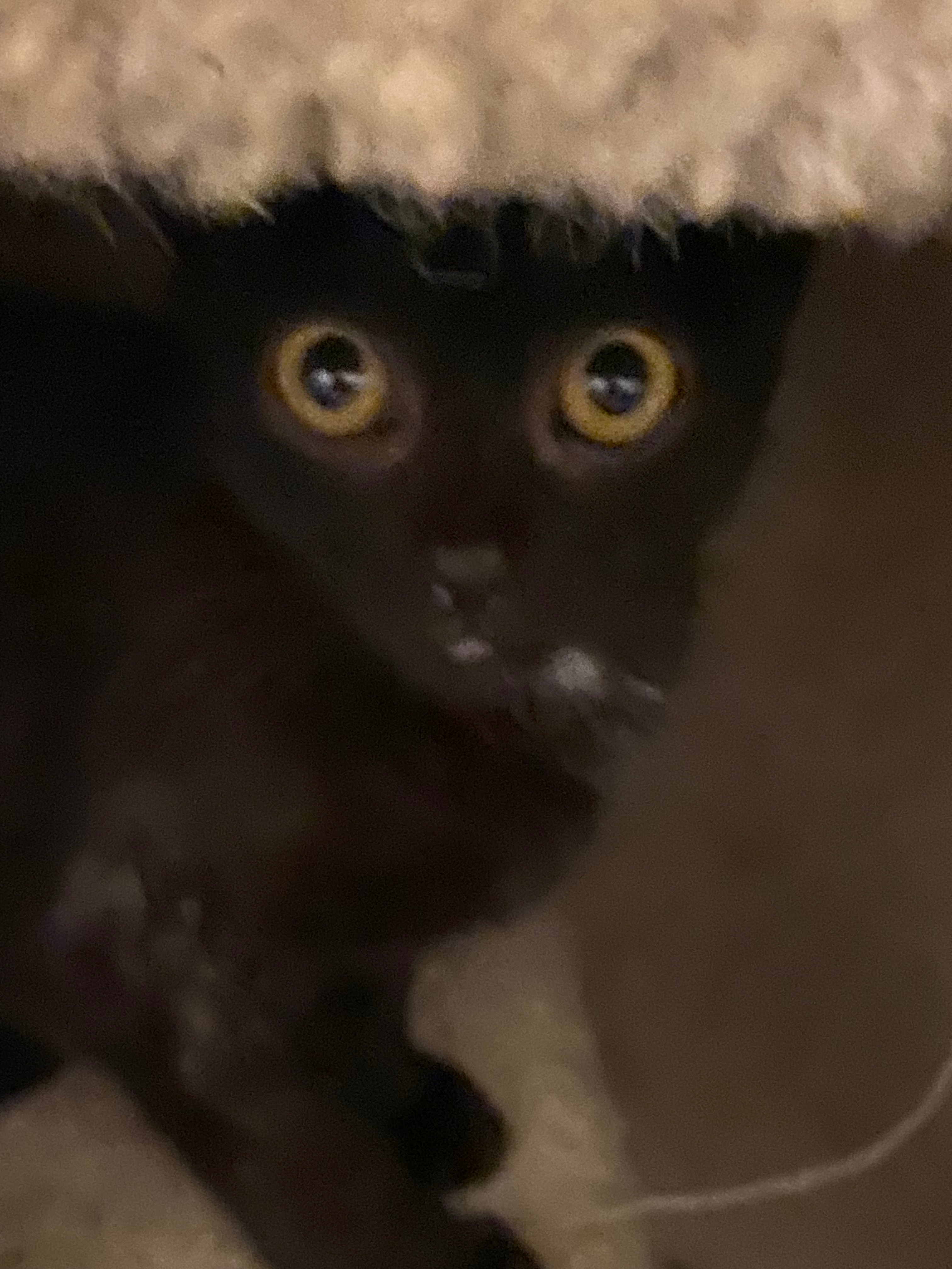 user avatar image for Mis kitty