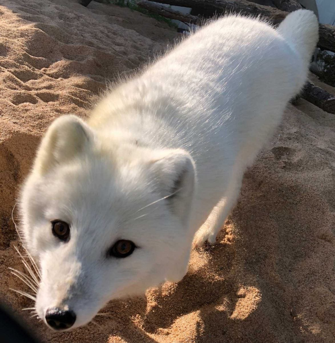 user avatar image for MilkyFox