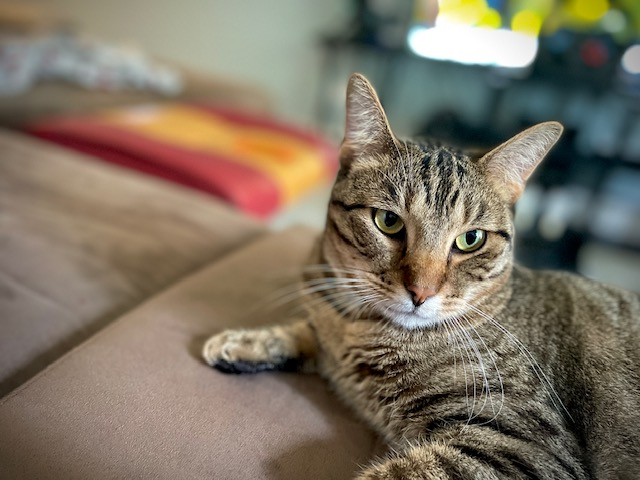 user avatar image for Donny Chan