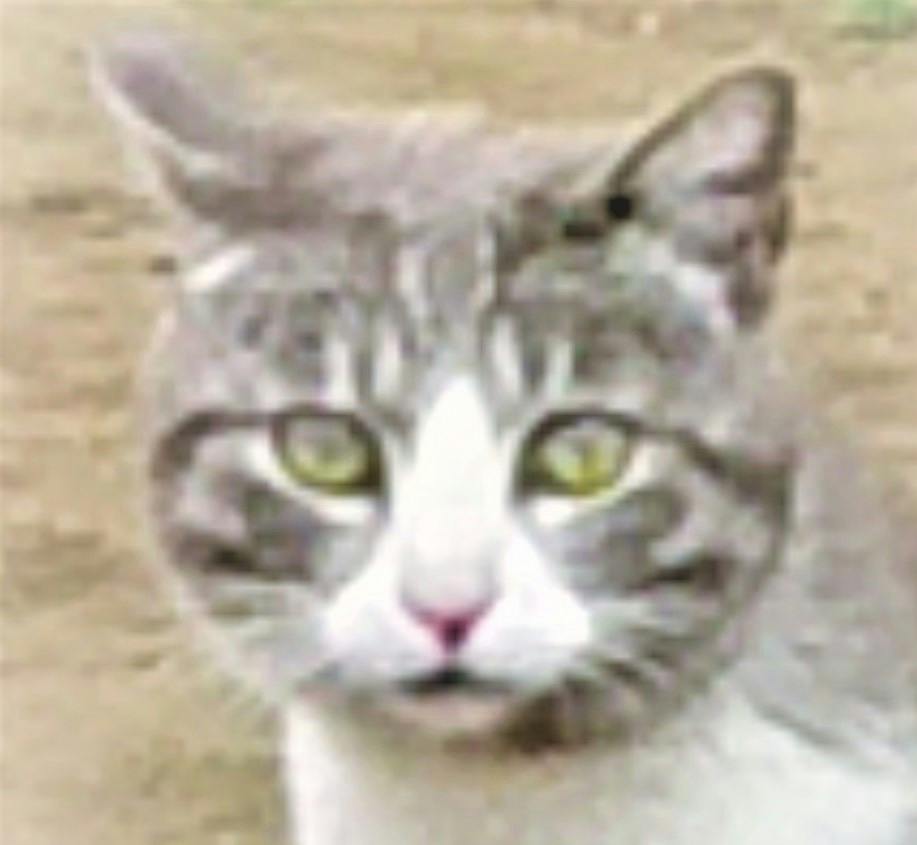 user avatar image for Aprof.PoPo de Chat