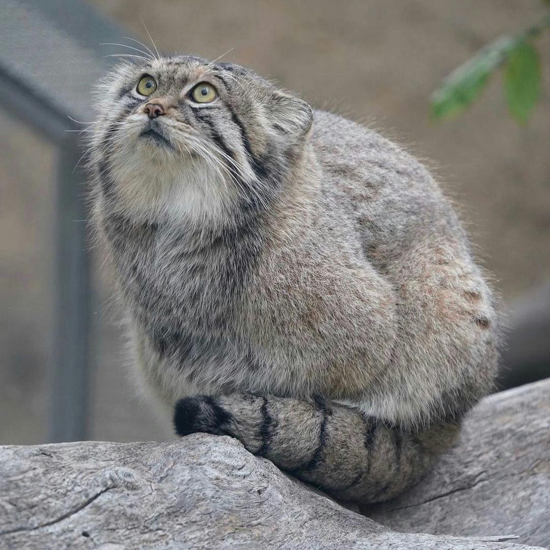 Pallas’s Cat