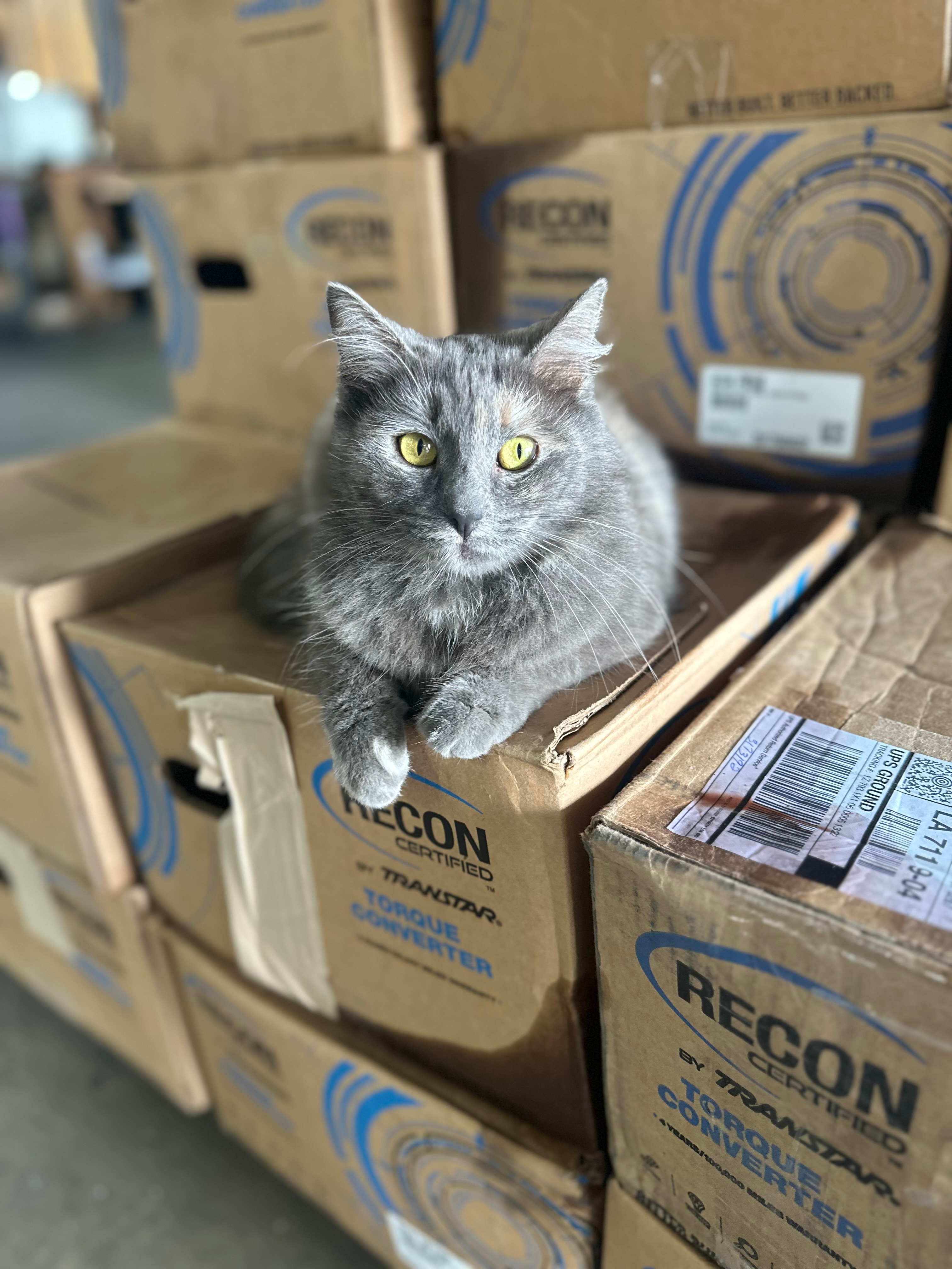 user avatar image for Chris Carrillo