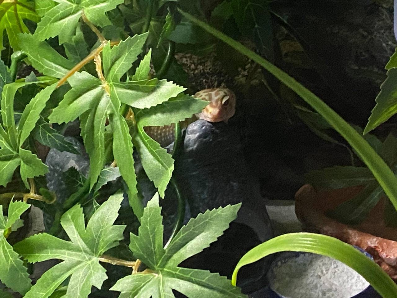 user avatar image for yukononun