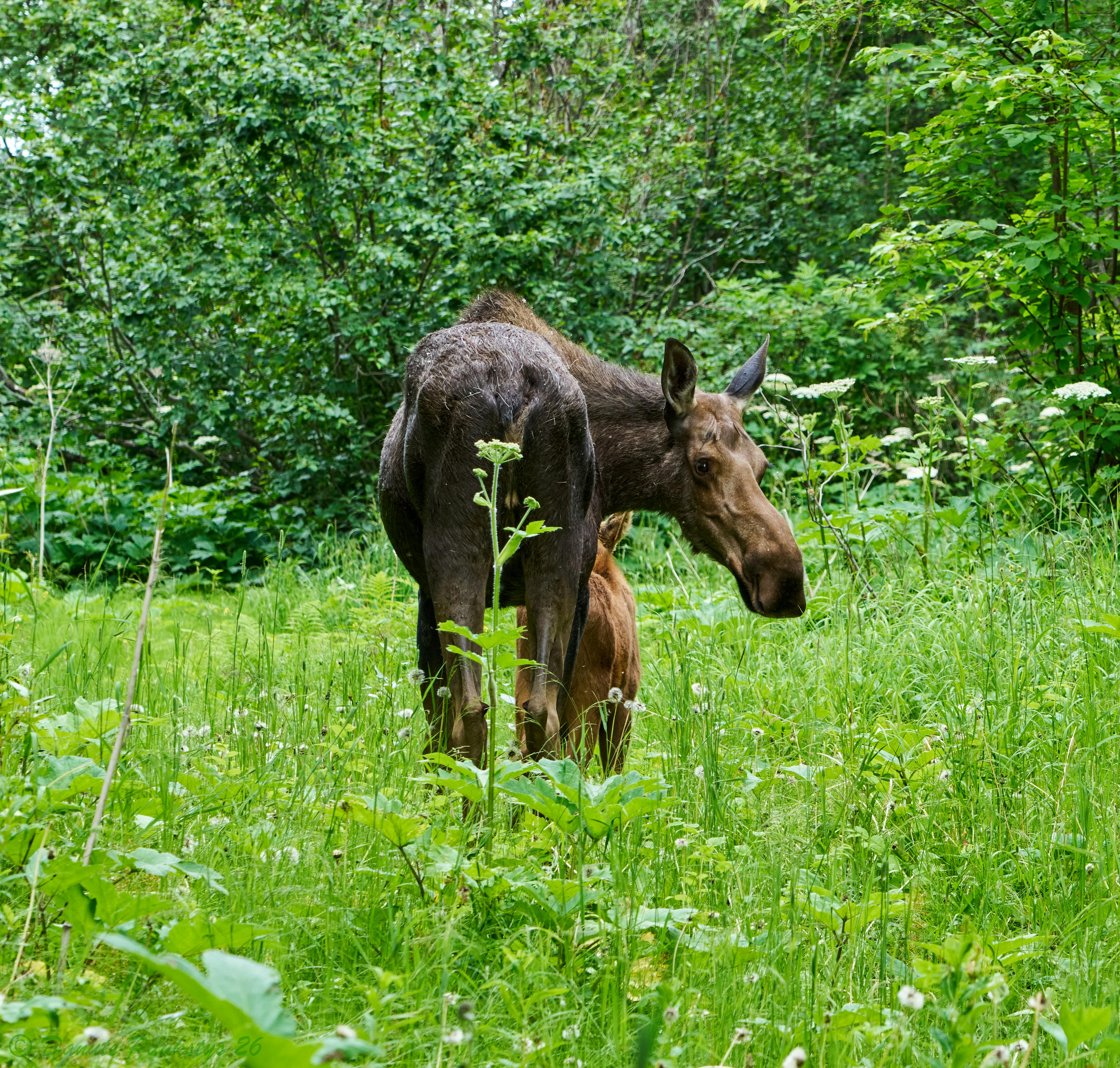 user avatar image for Dane in Alaska