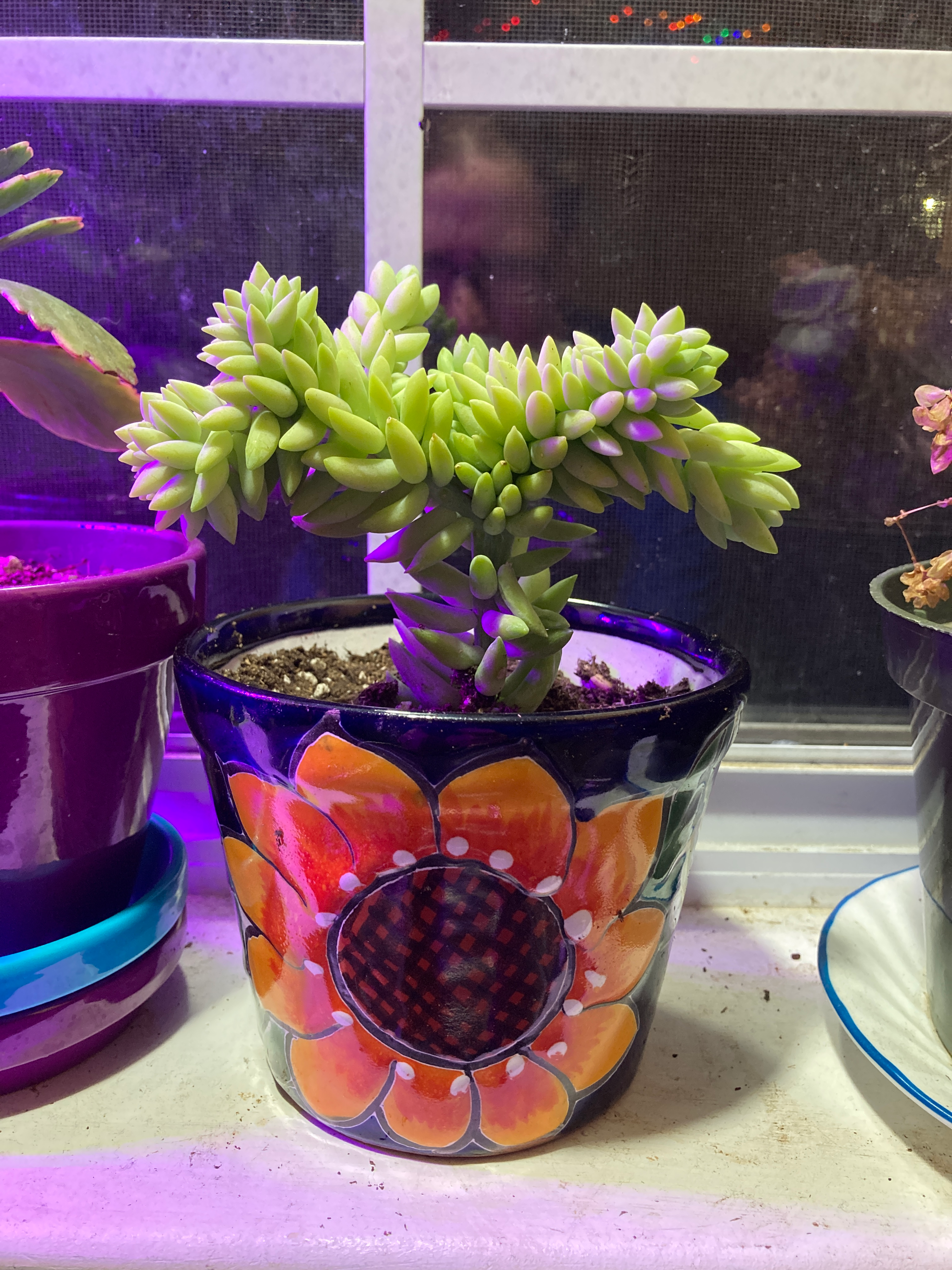 user avatar image for Tyfling 