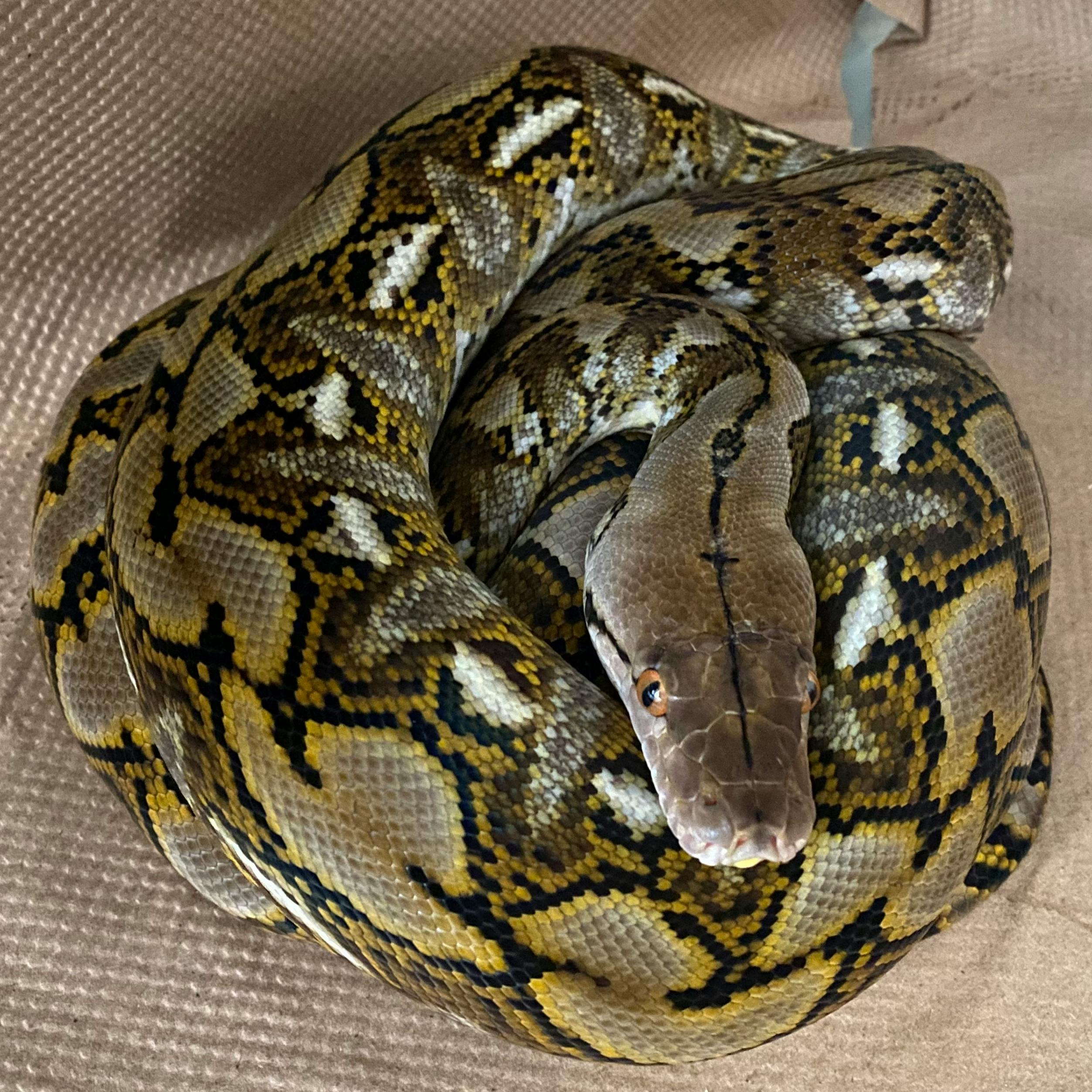 user avatar image for A. Abruzzo