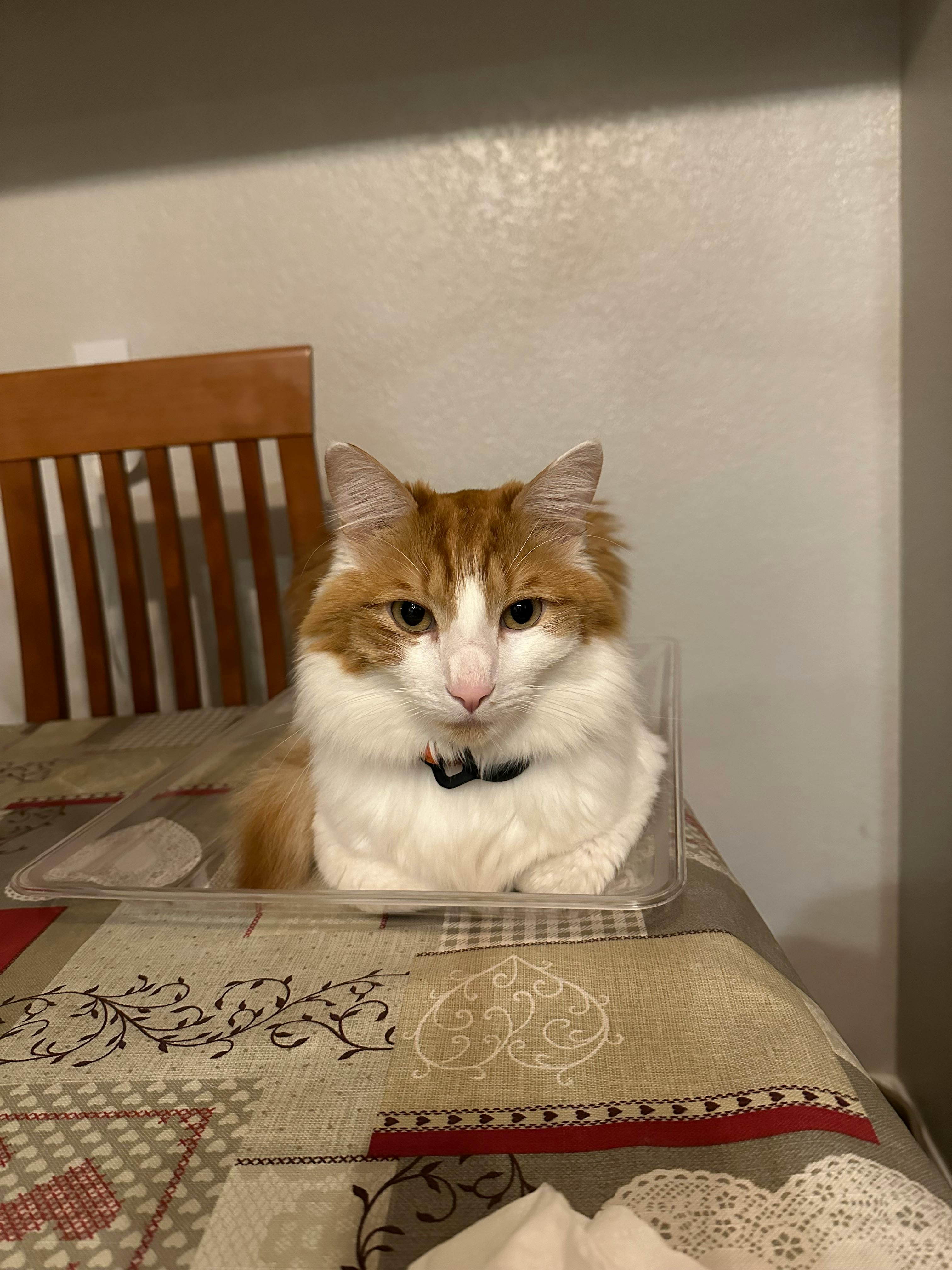 user avatar image for Allys of the Wylds