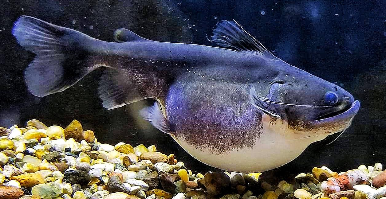 Gulper catfish