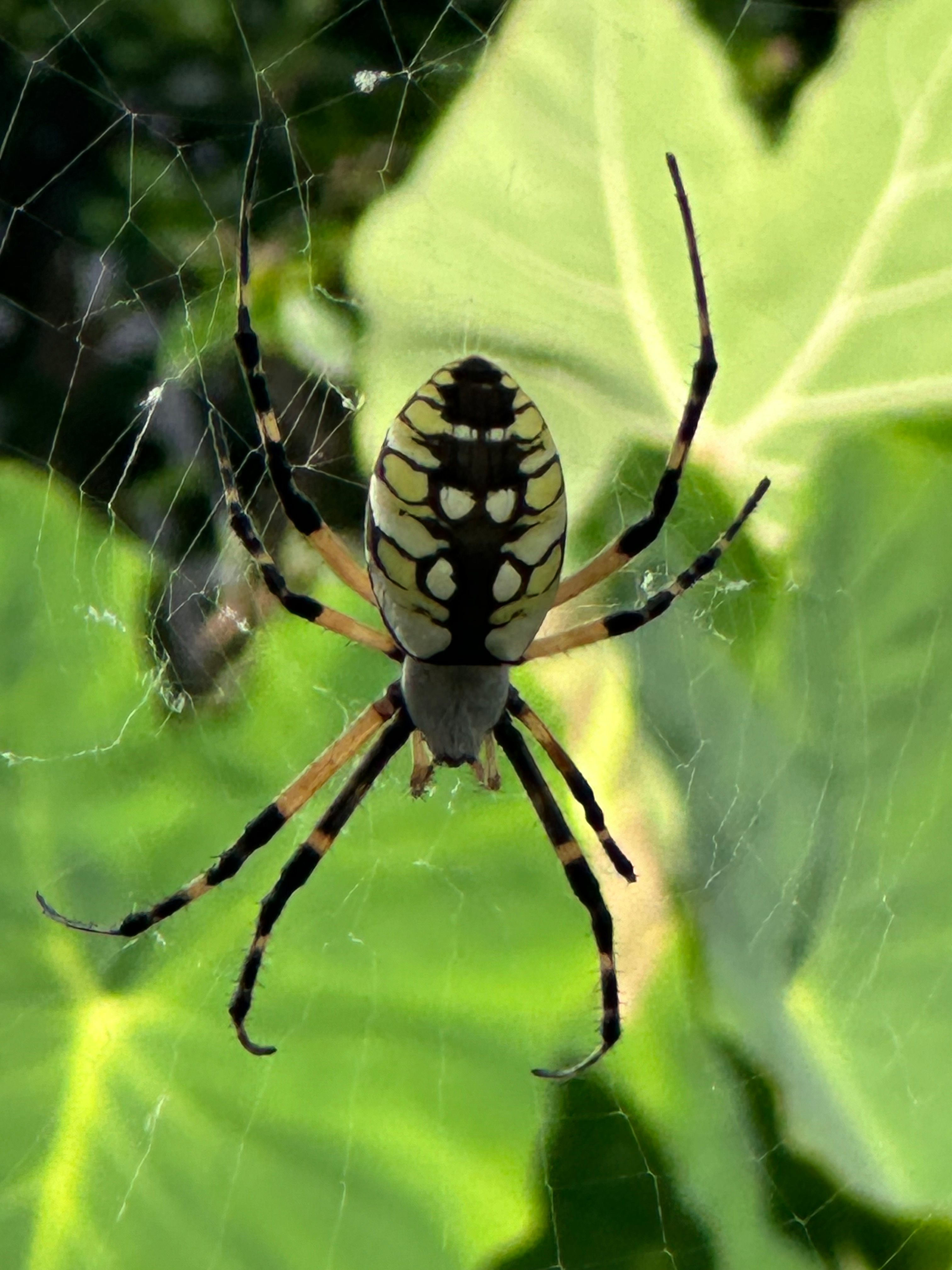 user avatar image for Jose Coronado 