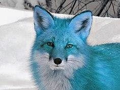 user avatar image for Bluefox