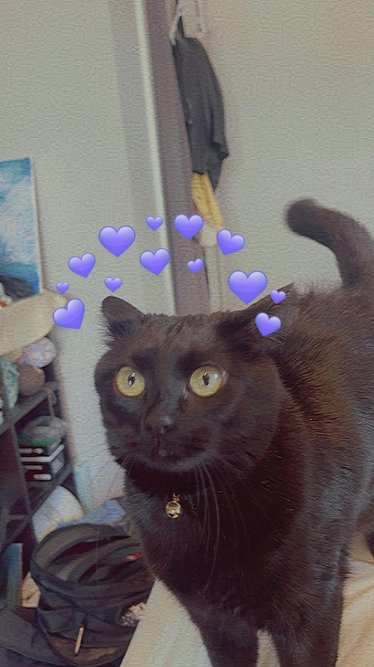 user avatar image for Bree Corfe