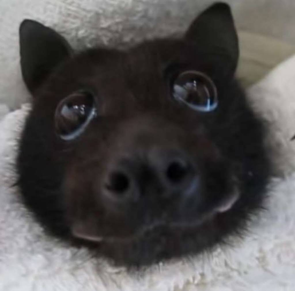 user avatar image for omeleris