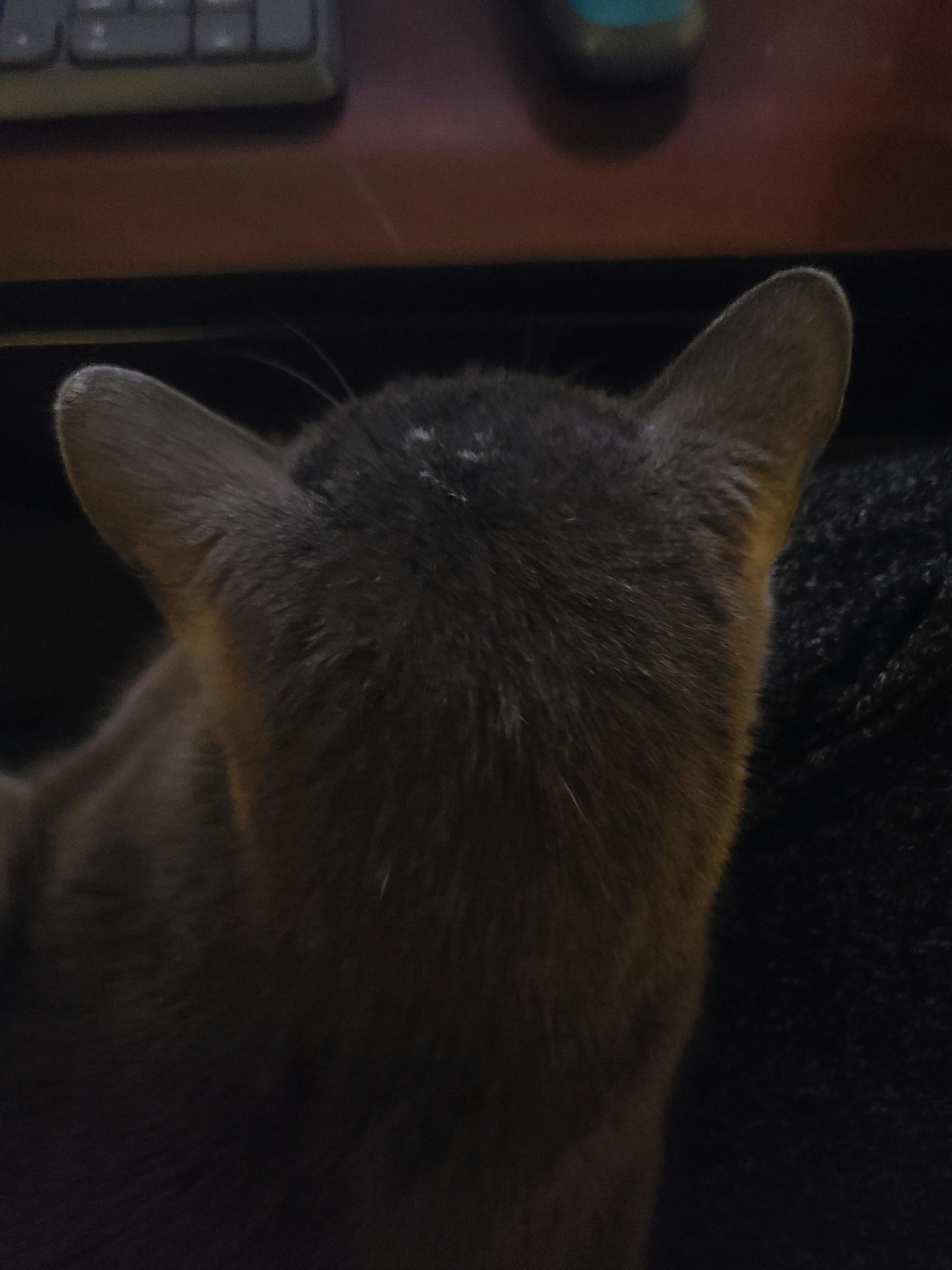 user avatar image for Anomaly