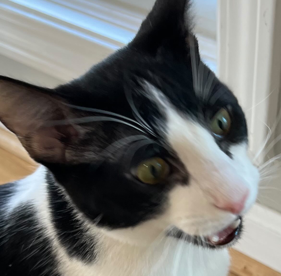 user avatar image for zwiebelchaun