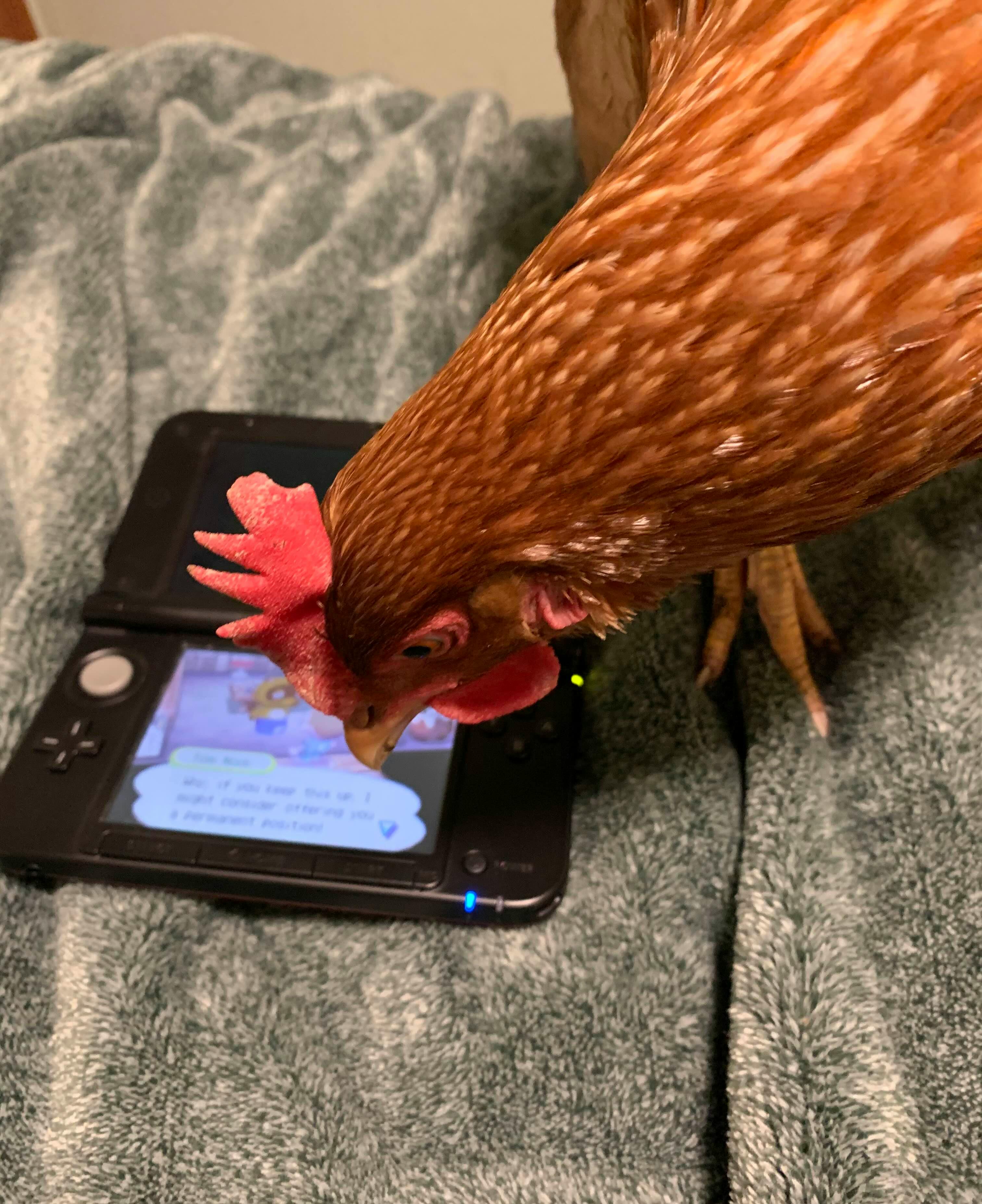 user avatar image for malahmute