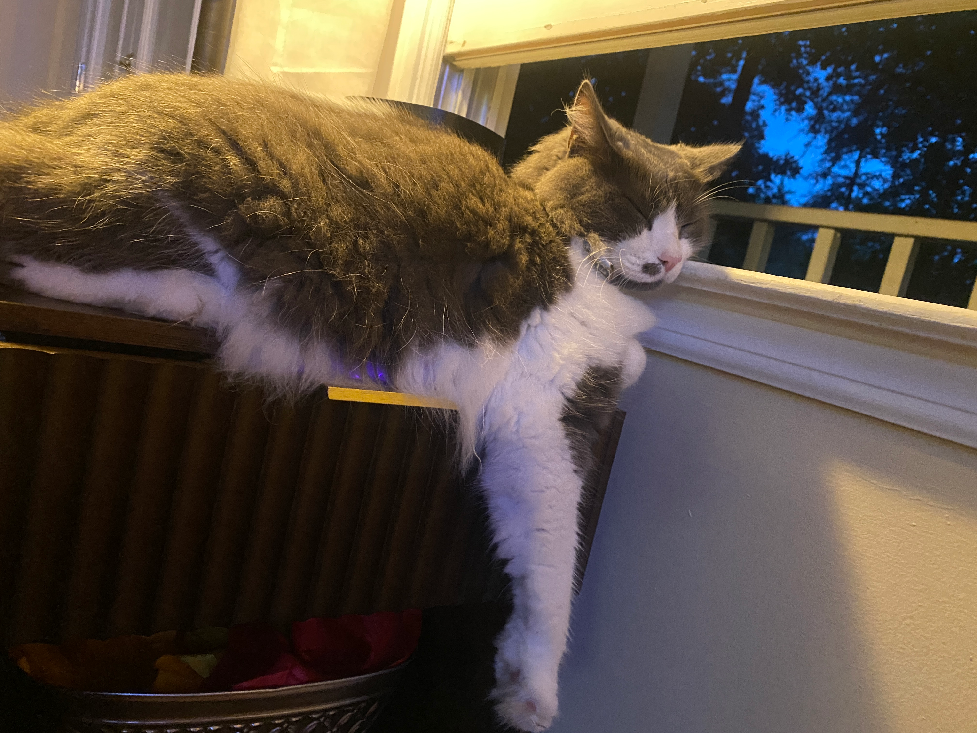 user avatar image for Zoë