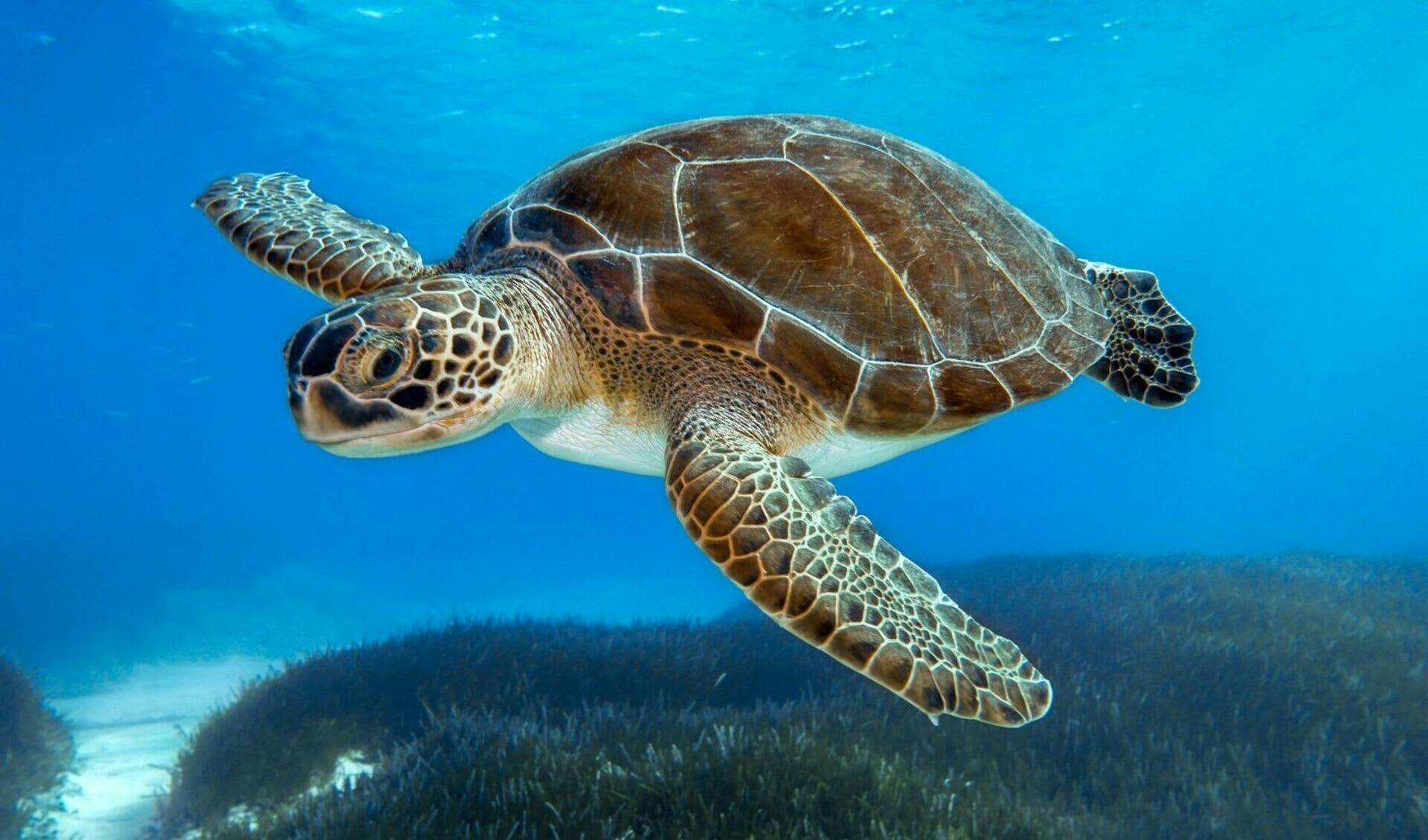 Sea Turtle