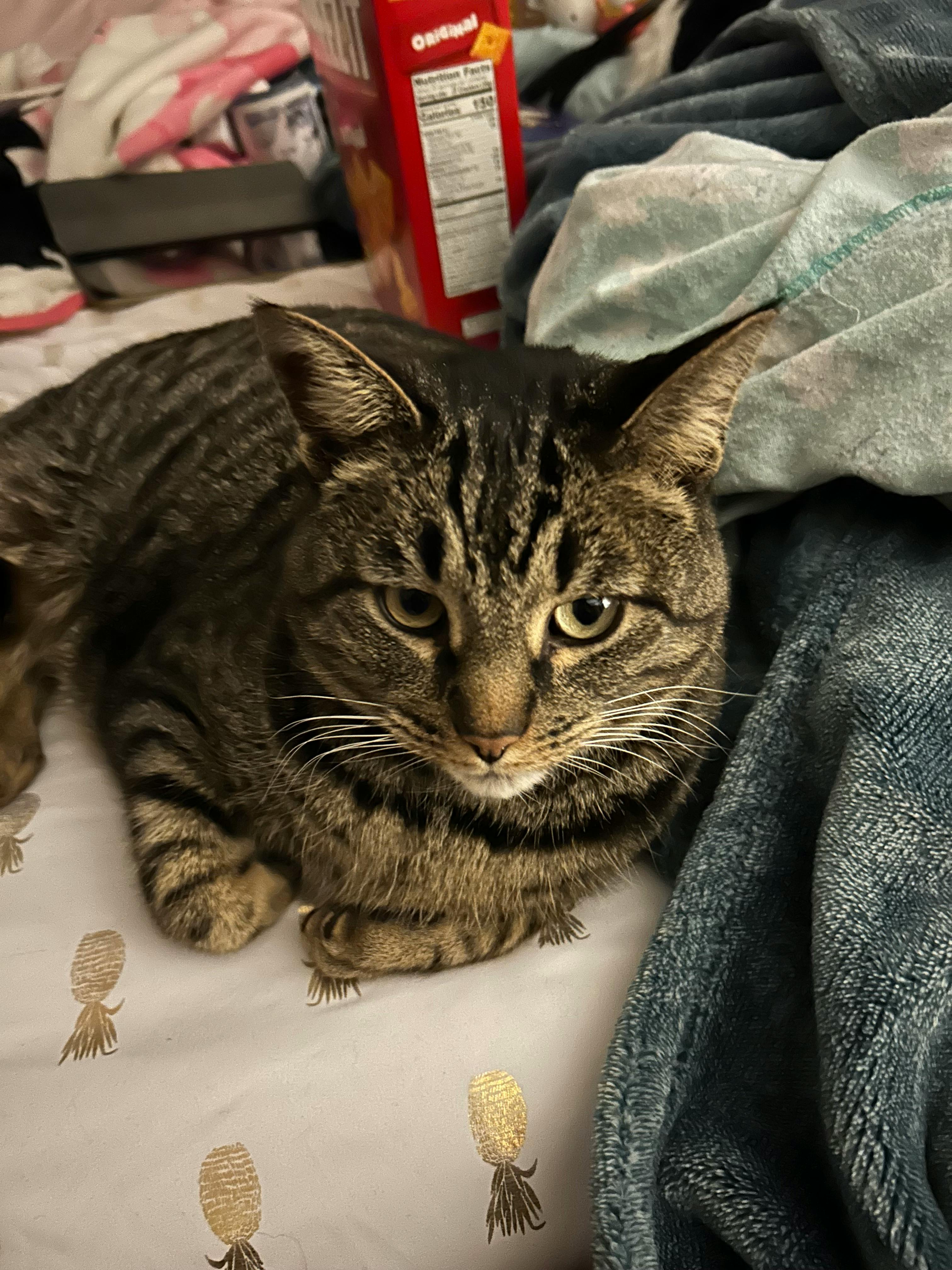 user avatar image for Dog