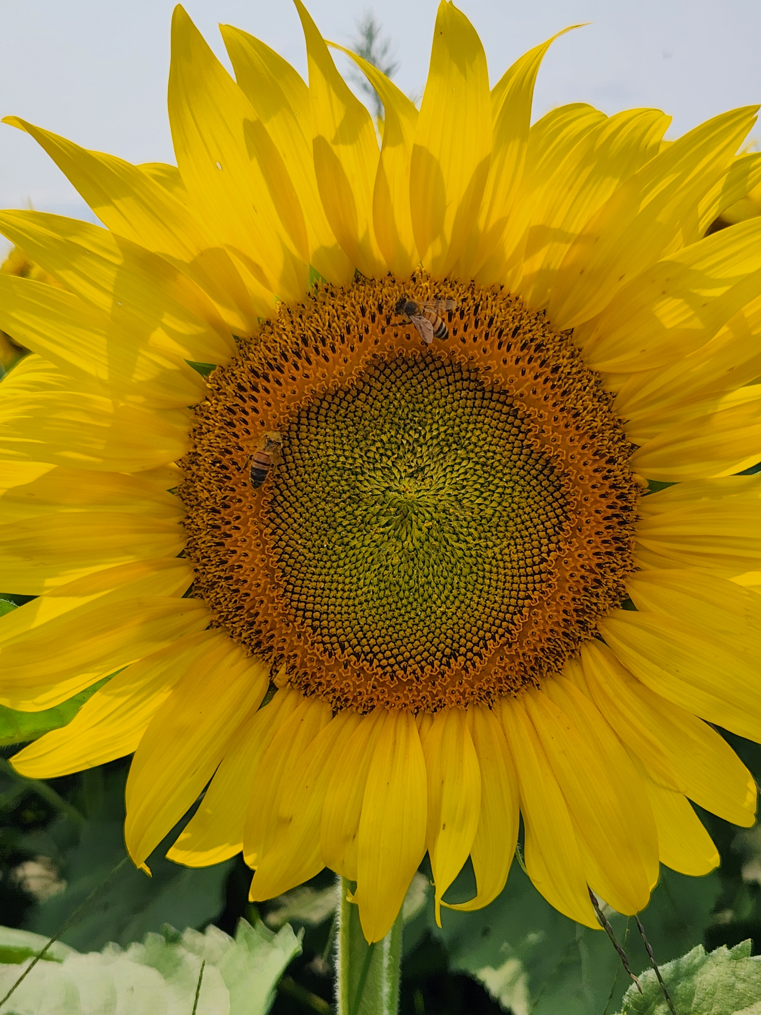 user avatar image for Newyorkave 