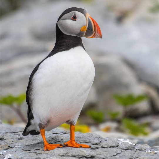 Atlantic Puffin