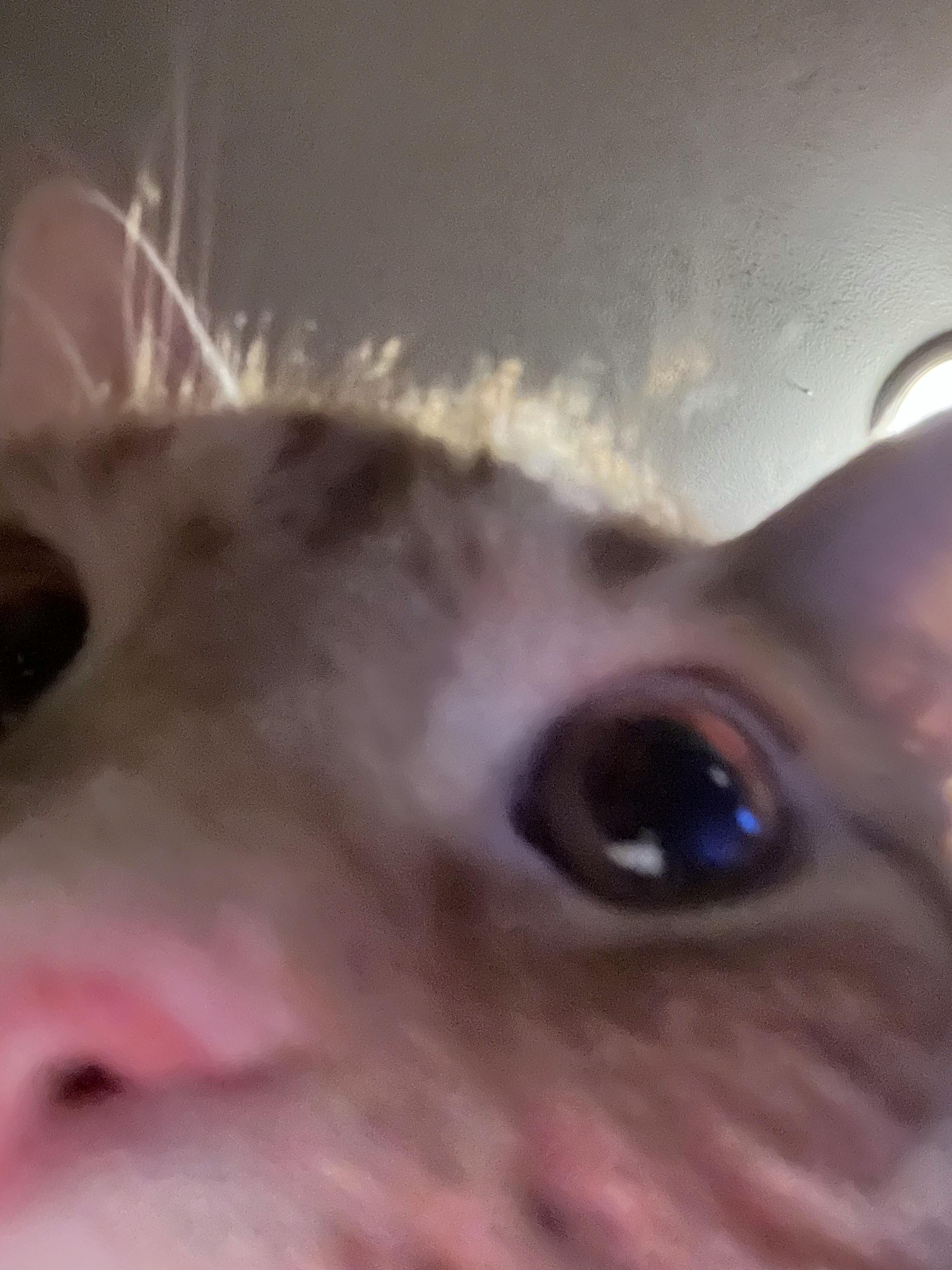 user avatar image for Pancake