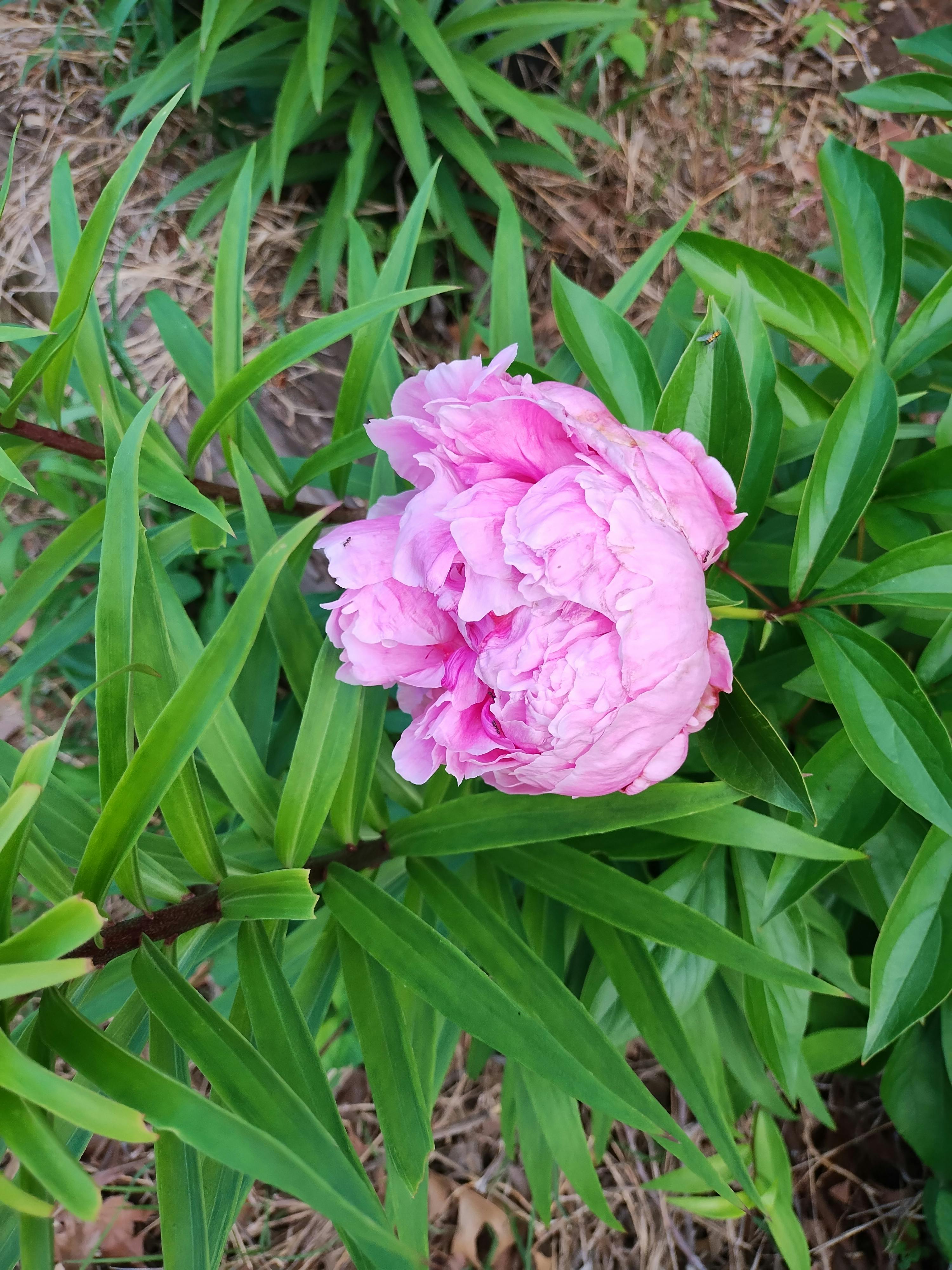 user avatar image for Perriwinkle