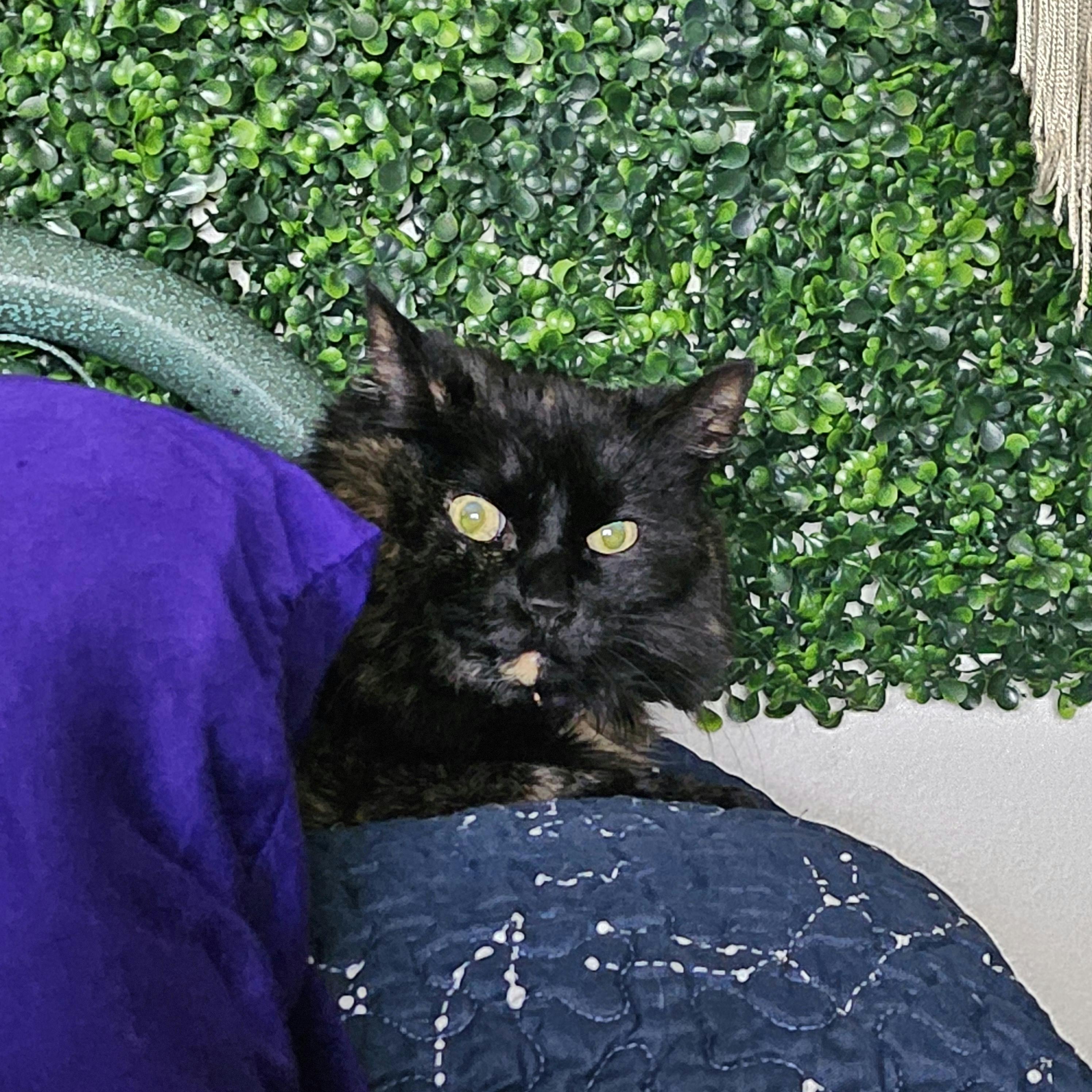 user avatar image for Celestial_404