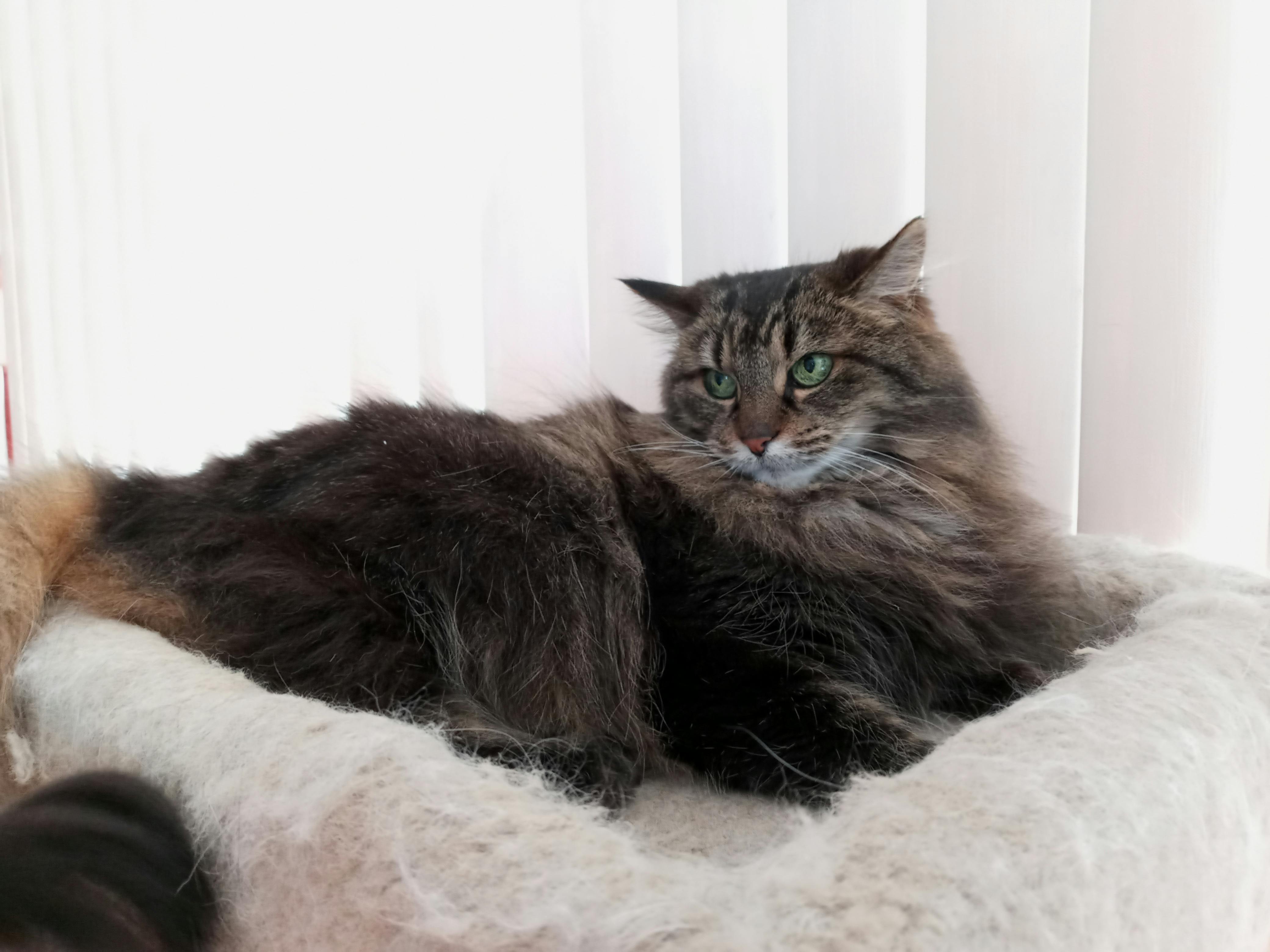 user avatar image for Banani