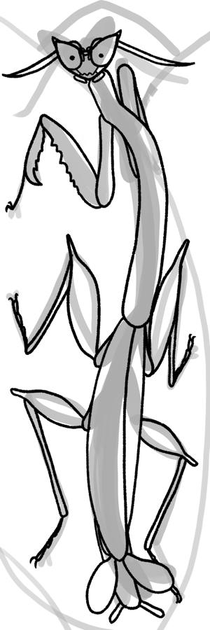 Dragon Flower Mantis (Toxodera integrifolia)