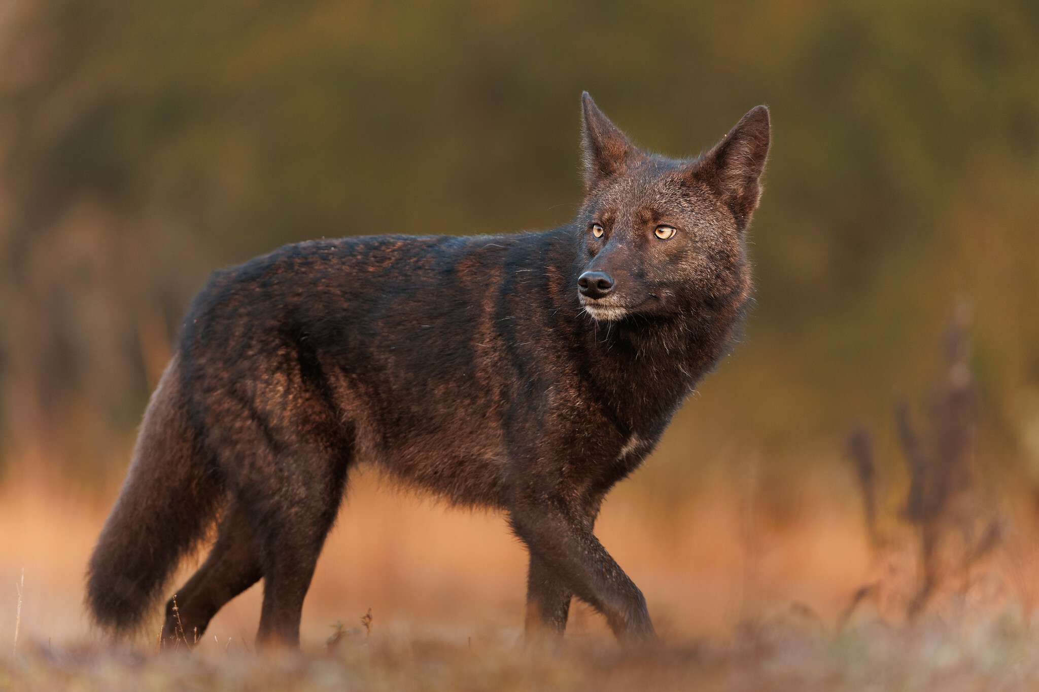 user avatar image for CoyoteTango