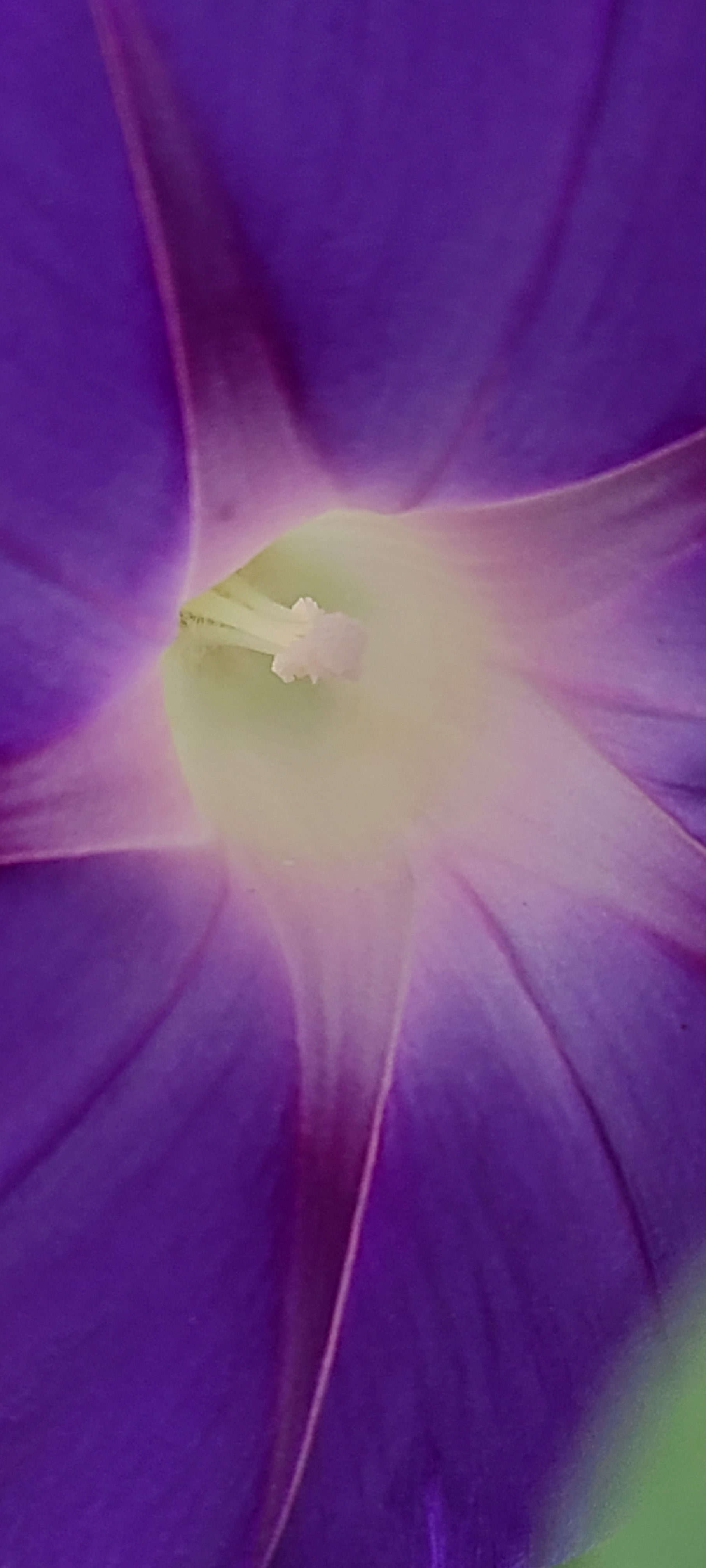 user avatar image for Ipomoea