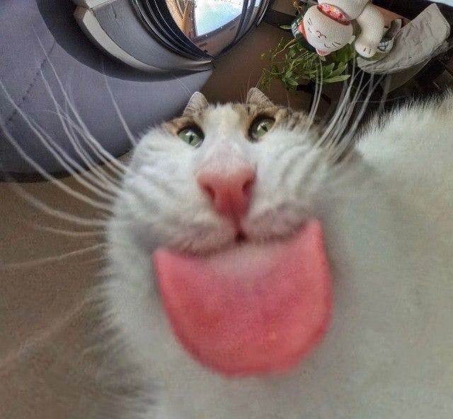 user avatar image for Reyloo