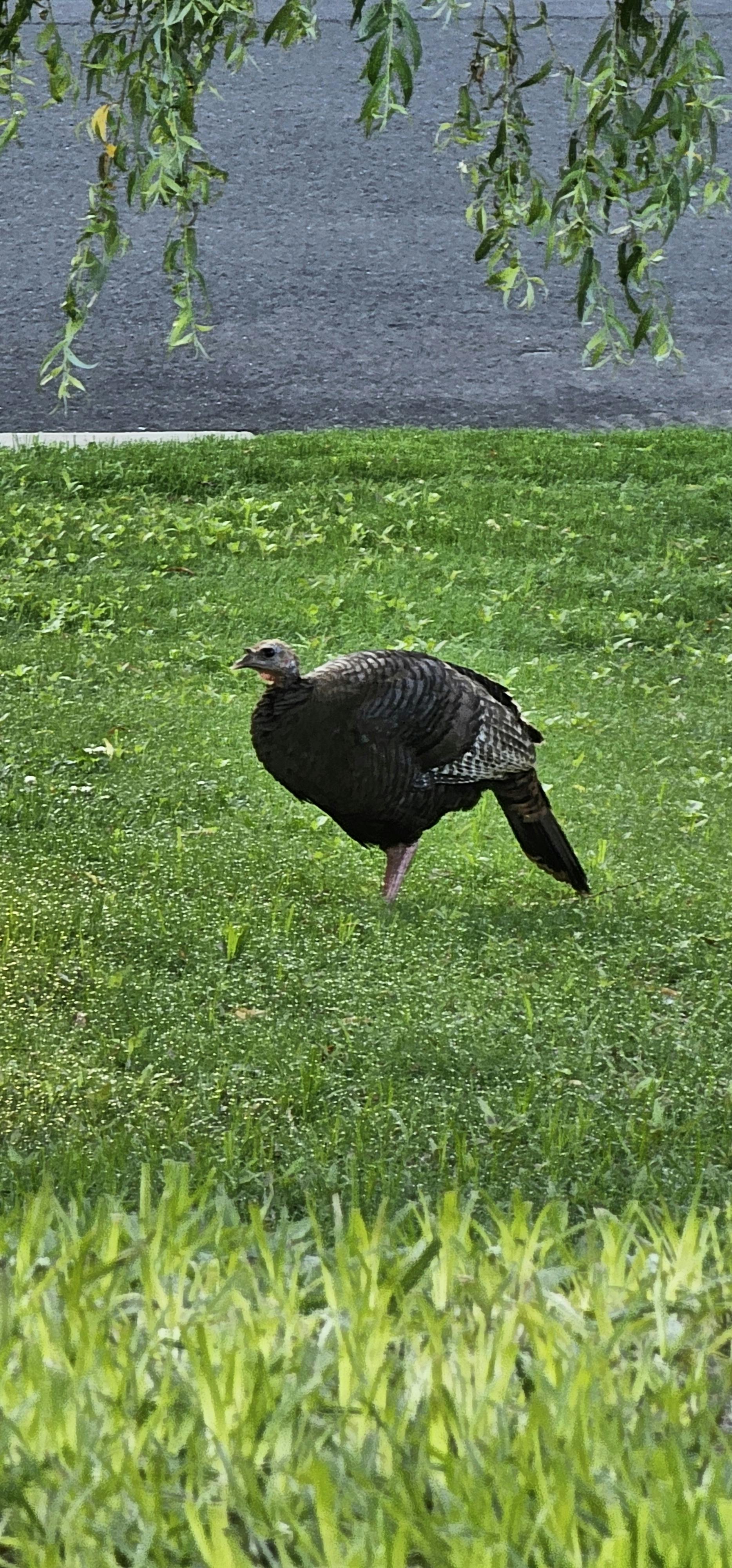 user avatar image for Ogre