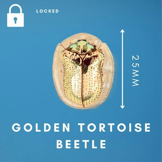 golden tortoise beetle wooden 25mm mini pin unlocks at £300