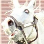 user avatar image for Vekarez