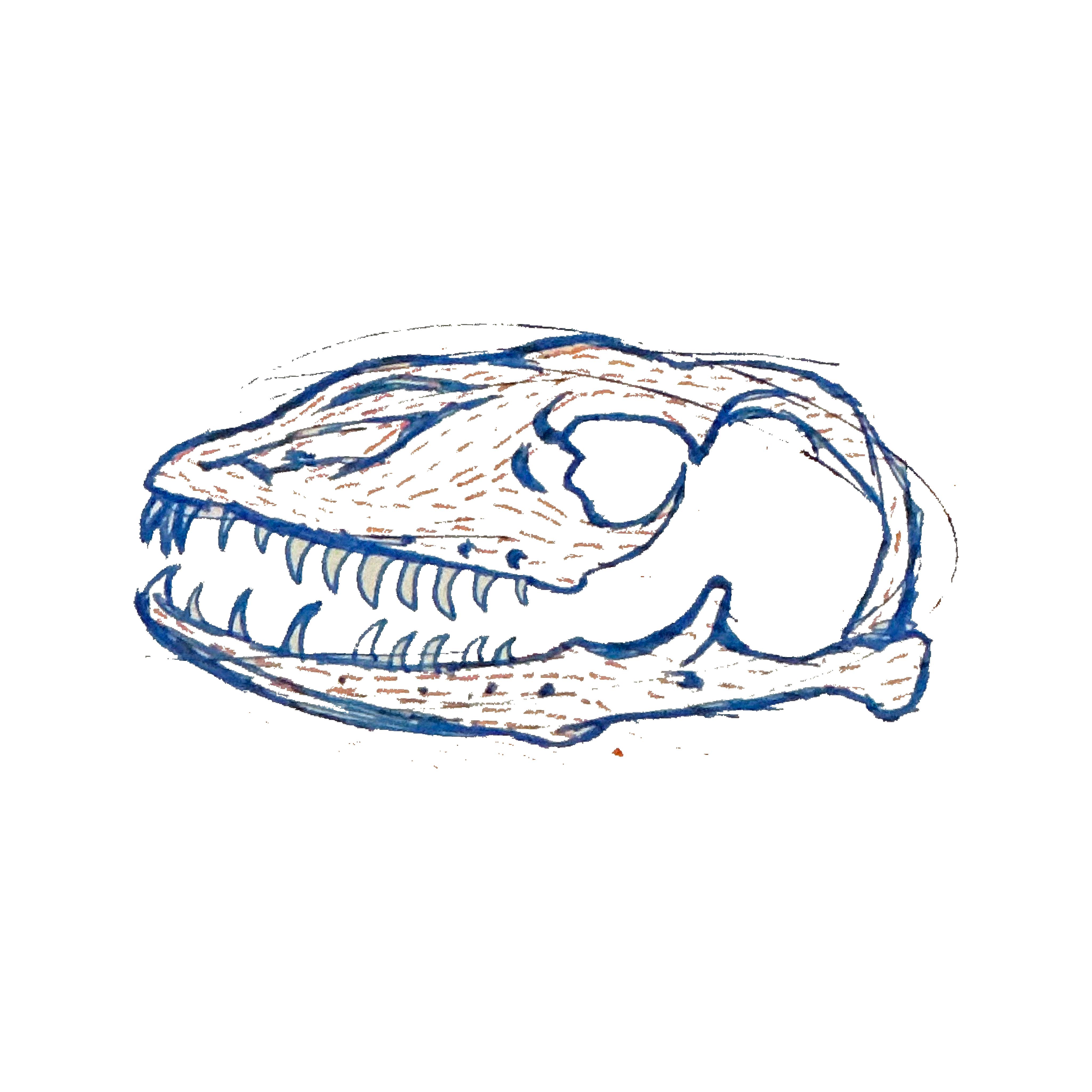 B: Antique silver metal 3D skull w/ printed osteoderms